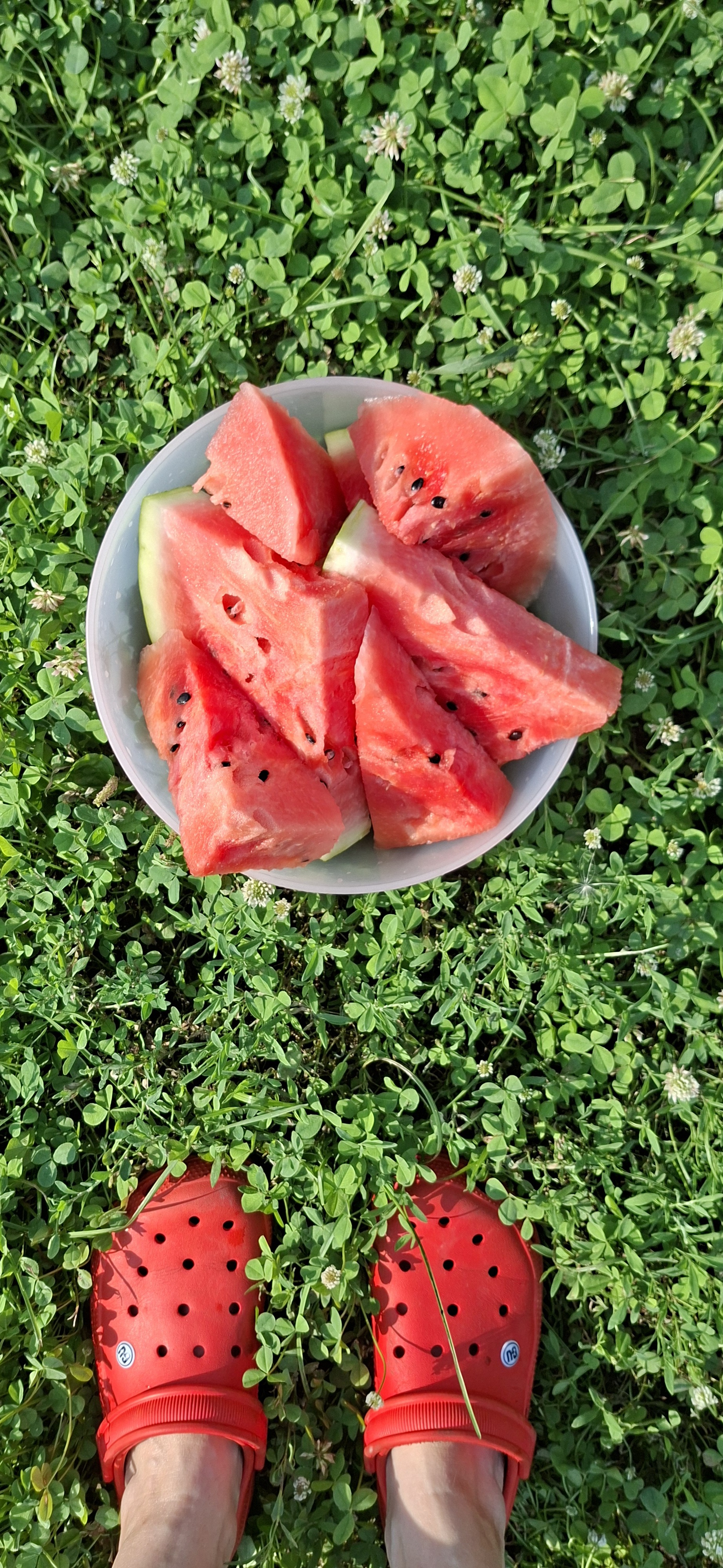 Watermelon - My, Watermelon, Dacha, Cosiness, Mobile photography, Family, Longpost