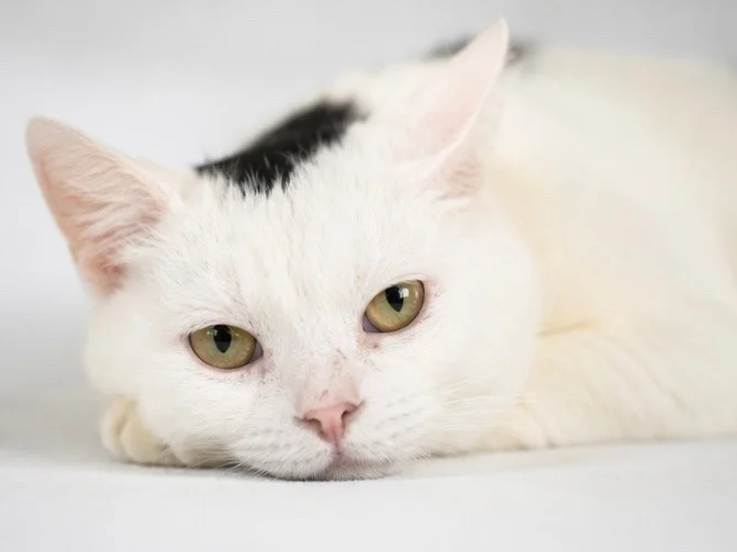 A cat with a mohawk survived a mass poisoning in a village. Now she's looking for a sofa and human warmth. - cat, In good hands, Moscow, Saint Petersburg, Voronezh, Lipetsk, Telegram (link), Longpost