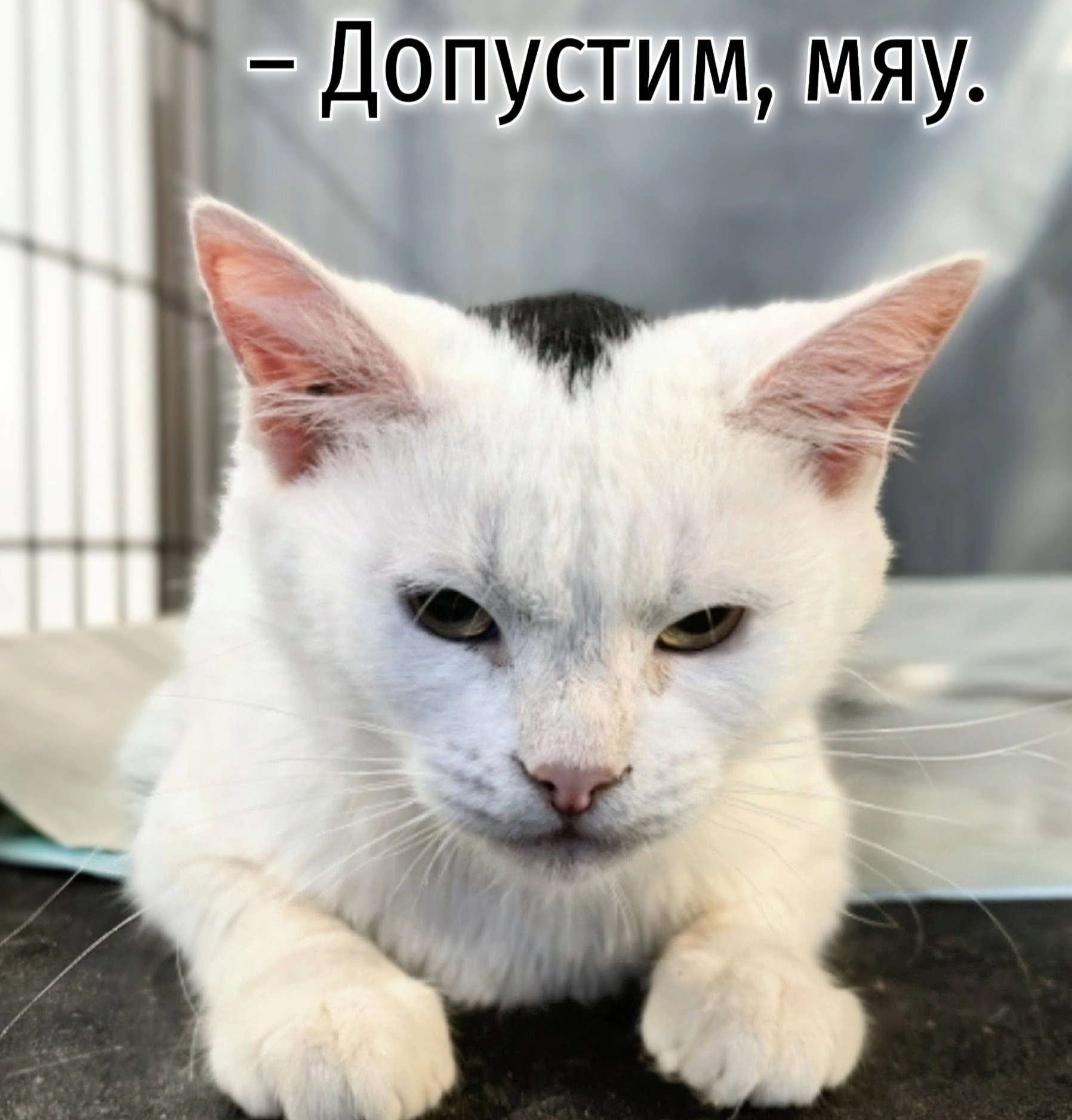 A cat with a mohawk survived a mass poisoning in a village. Now she's looking for a sofa and human warmth. - cat, In good hands, Moscow, Saint Petersburg, Voronezh, Lipetsk, Telegram (link), Longpost