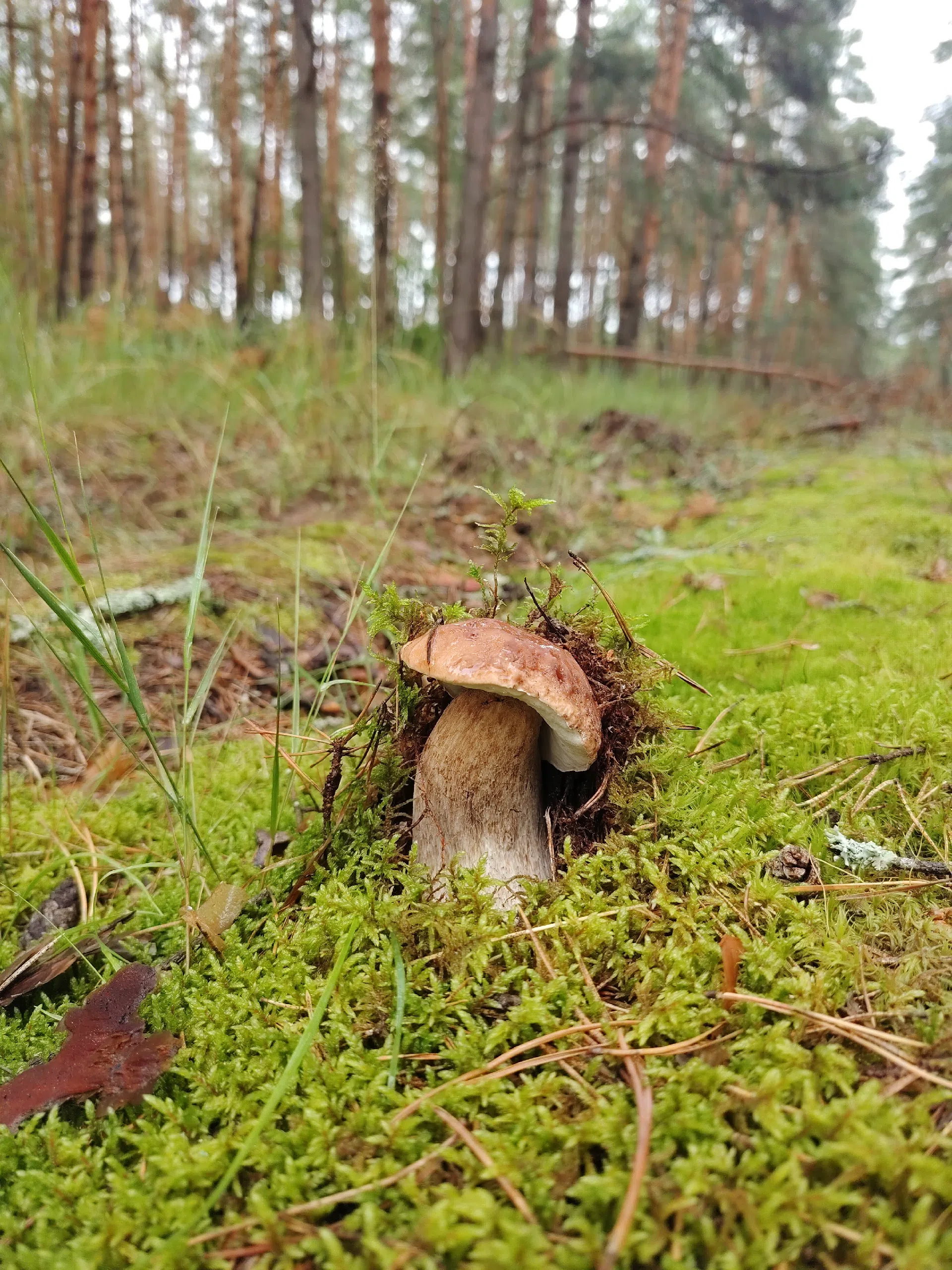 And mushrooms again - My, Mushrooms, Yummy, Forest, beauty