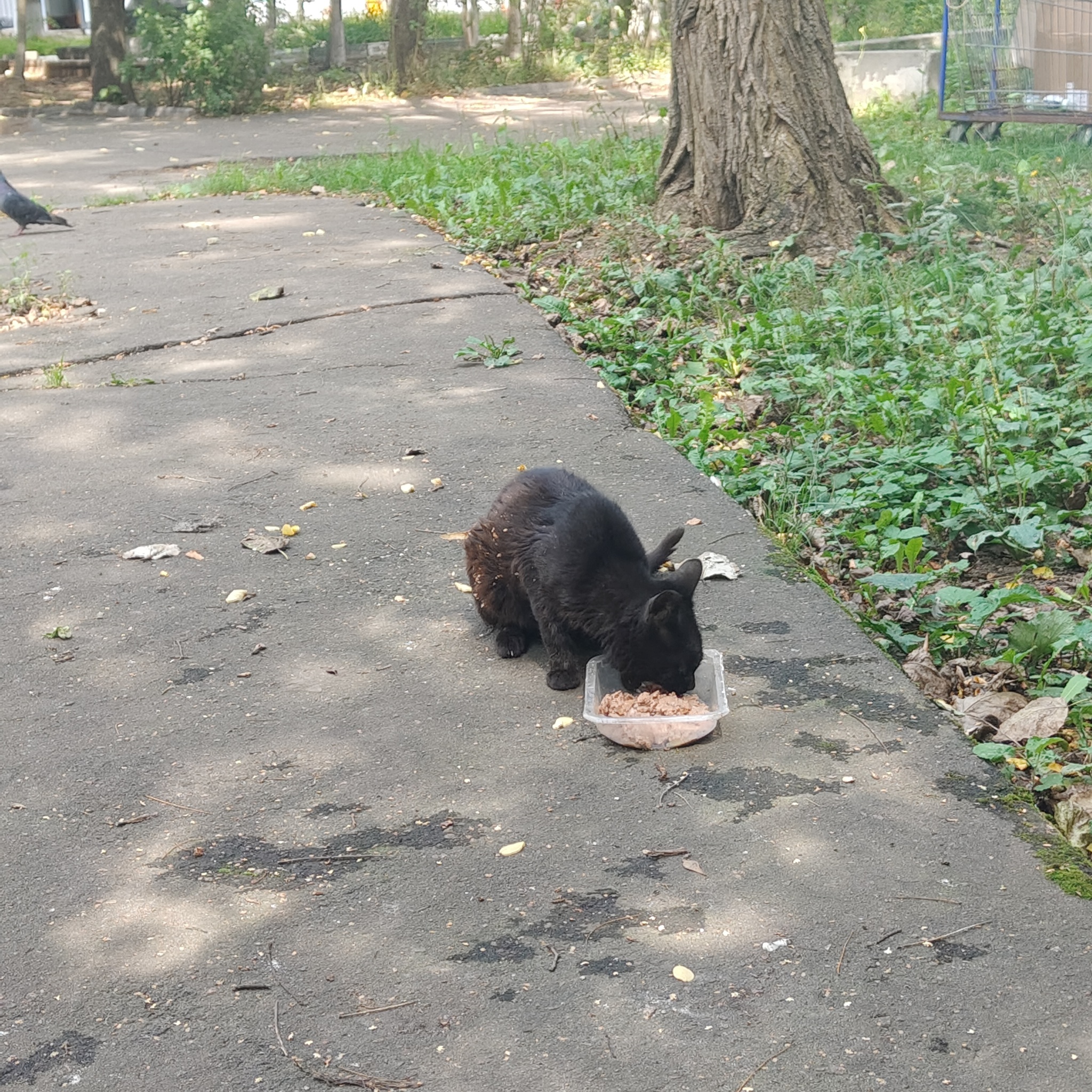 News reports from the industrial zone where cats live - Series I feed cats on the street, My, cat, Homeless animals, Cat lovers, Series
