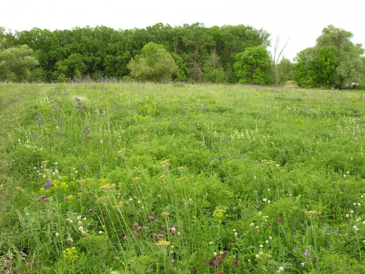 The American Maple Trial: Banned, but Can't Remove - Nature, Animals, Wild animals, Zen, Yandex Zen, Yandex Zen (link), Longpost