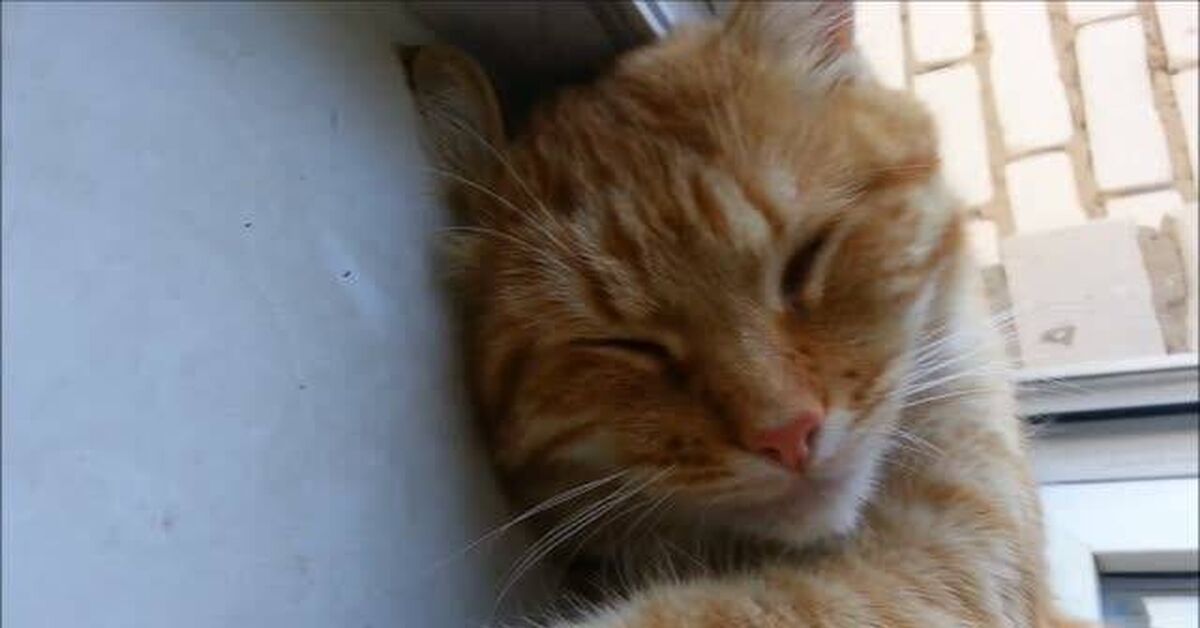 A cat like the sun - My, Rutube, cat, Milota, Humor, Redheads, Video