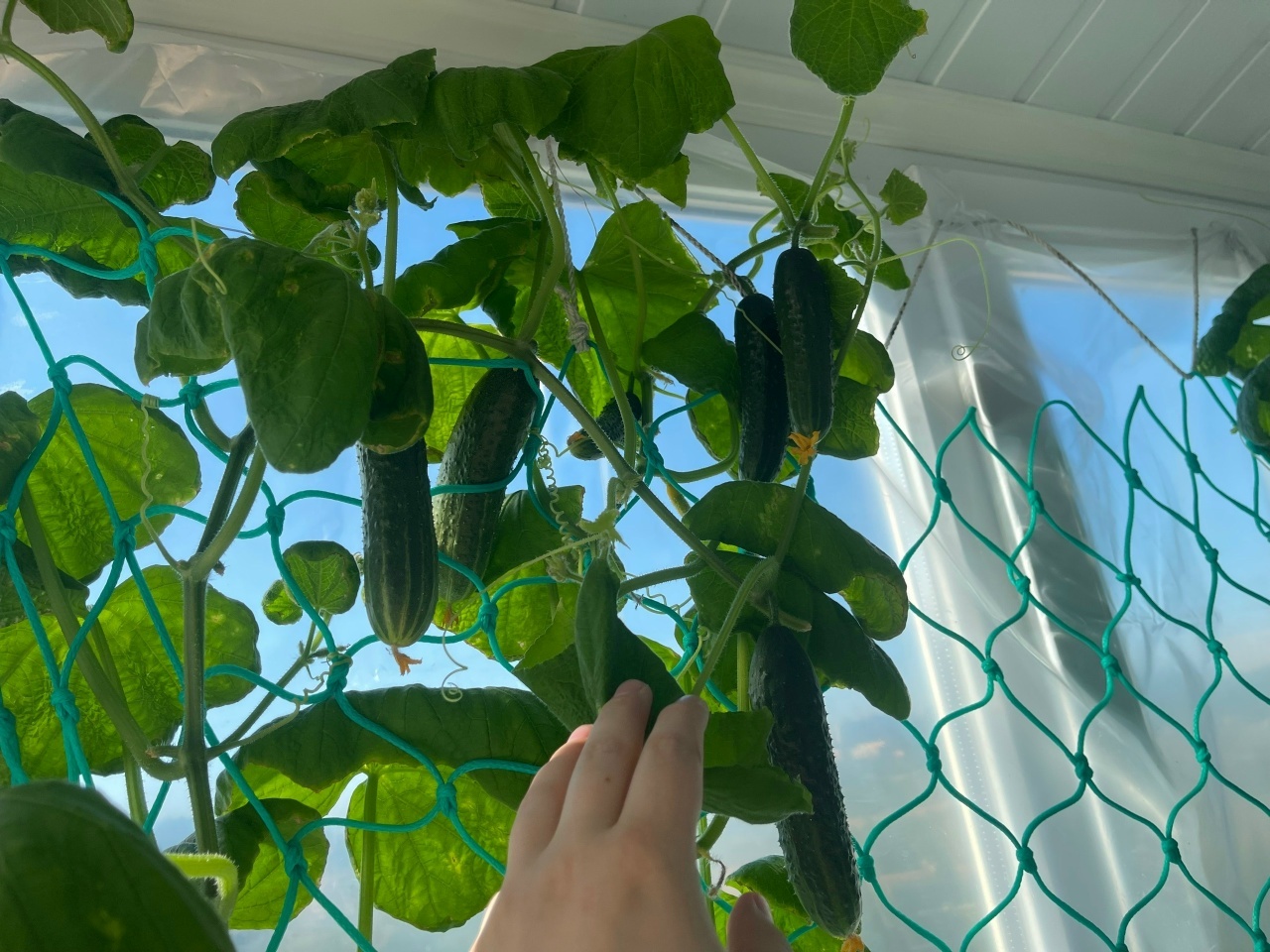 Post #14204935 - My, Tomatoes, Garden, Gardening, Gardener, Garden, Summer, Harvest, A life, Сельское хозяйство, Rural life, Village, Joy, Useful, Health, beauty, Mobile photography, Longpost, Reply to post