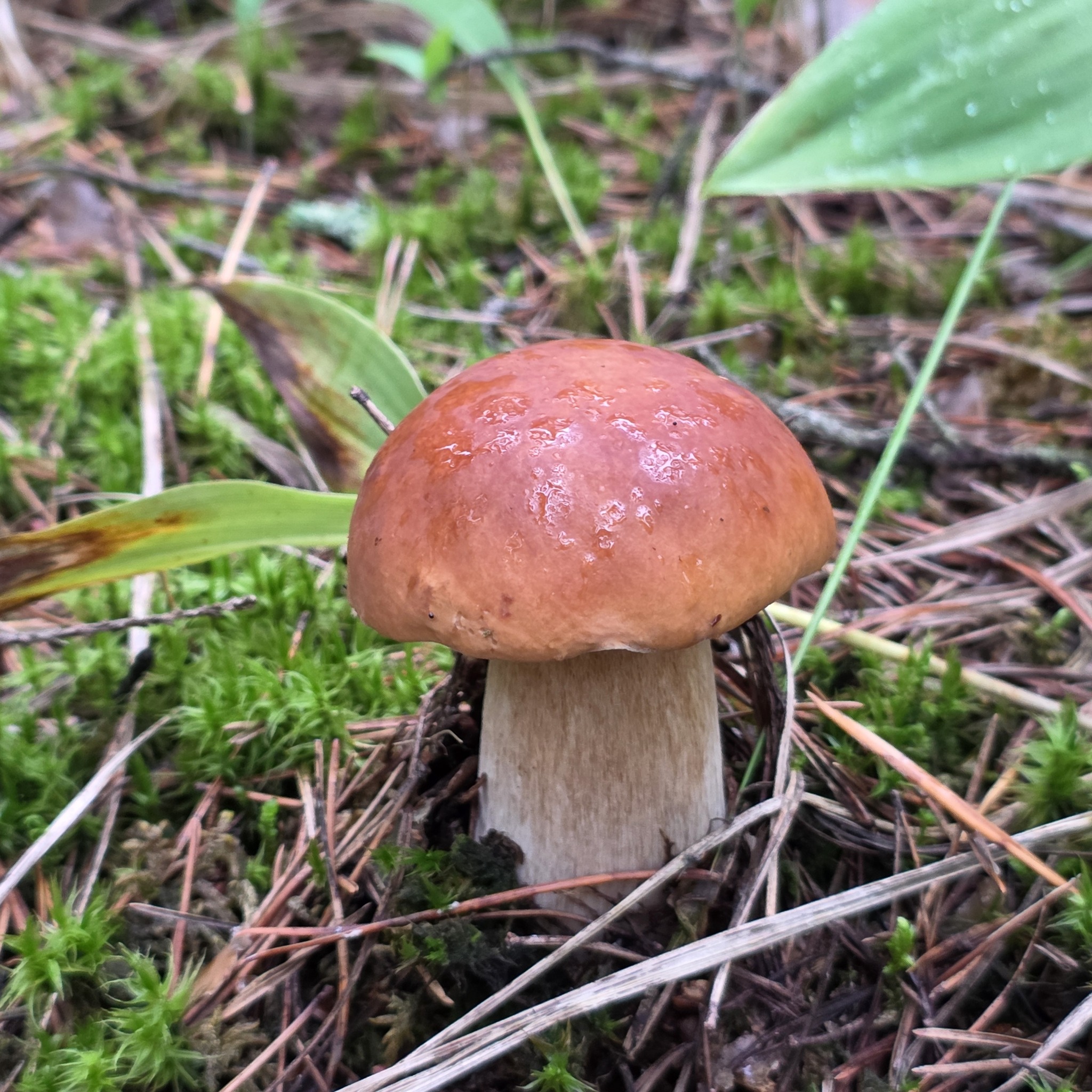 White mushrooms 2026 - My, Mushrooms, Hobby, Lipetsk region, Walk in the woods