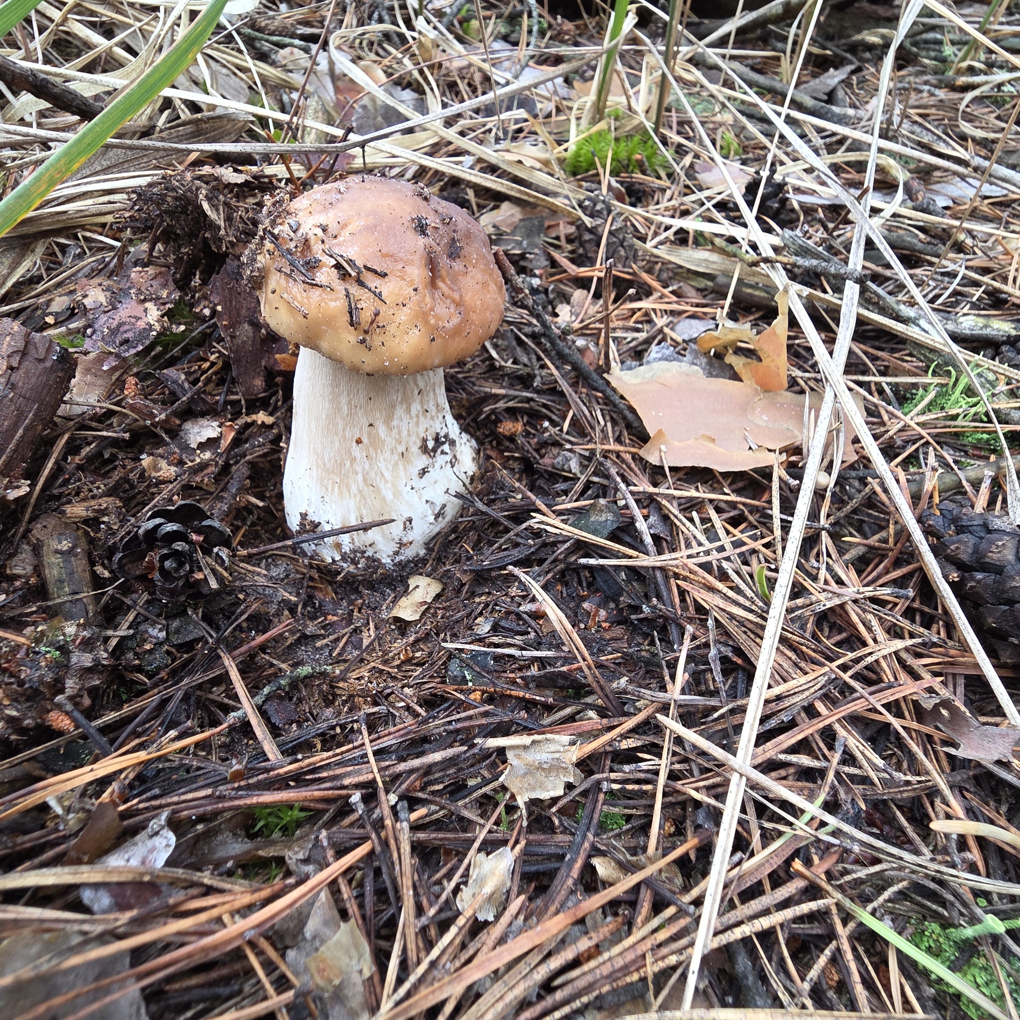 White mushrooms 2026 - My, Mushrooms, Hobby, Lipetsk region, Walk in the woods