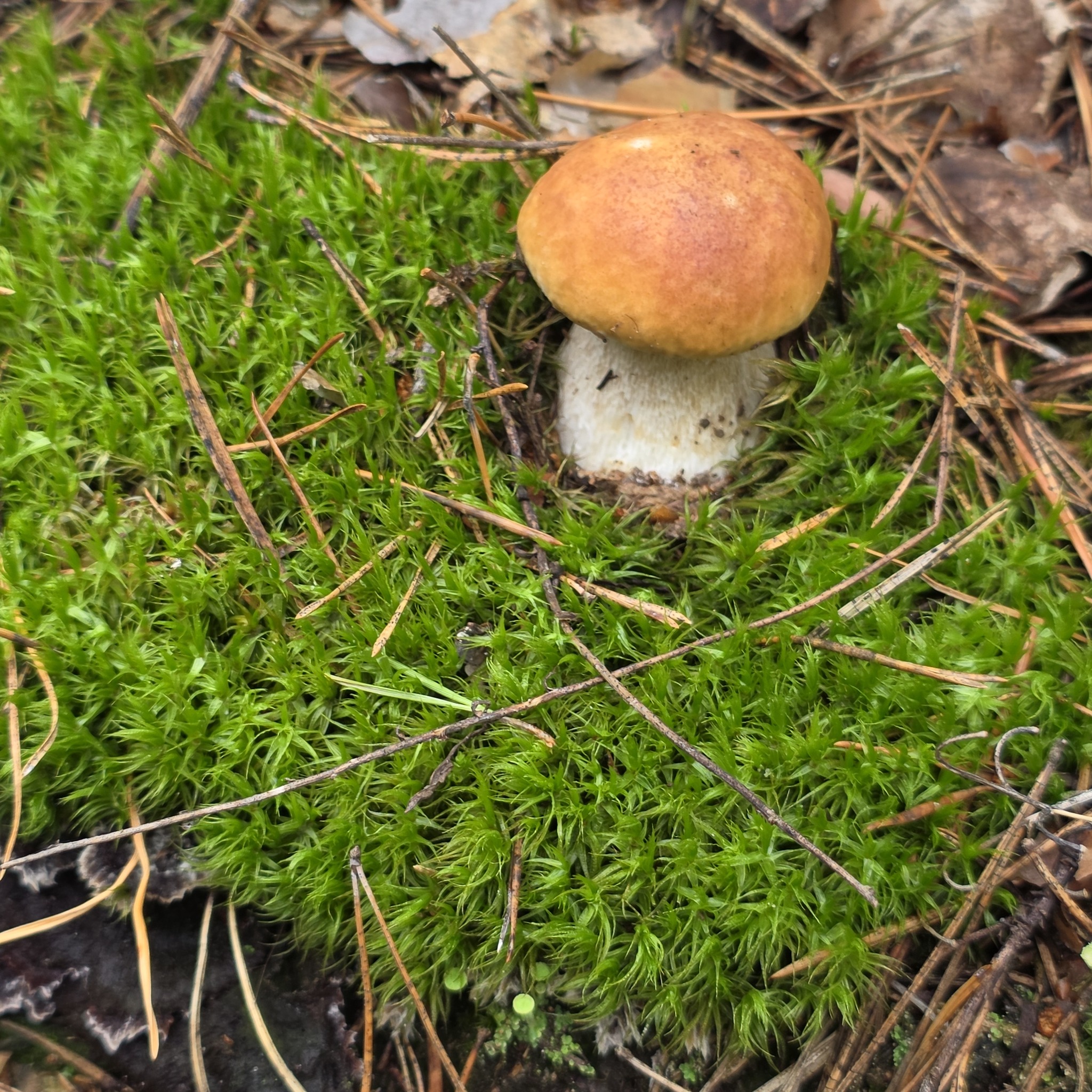 White mushrooms 2026 - My, Mushrooms, Hobby, Lipetsk region, Walk in the woods