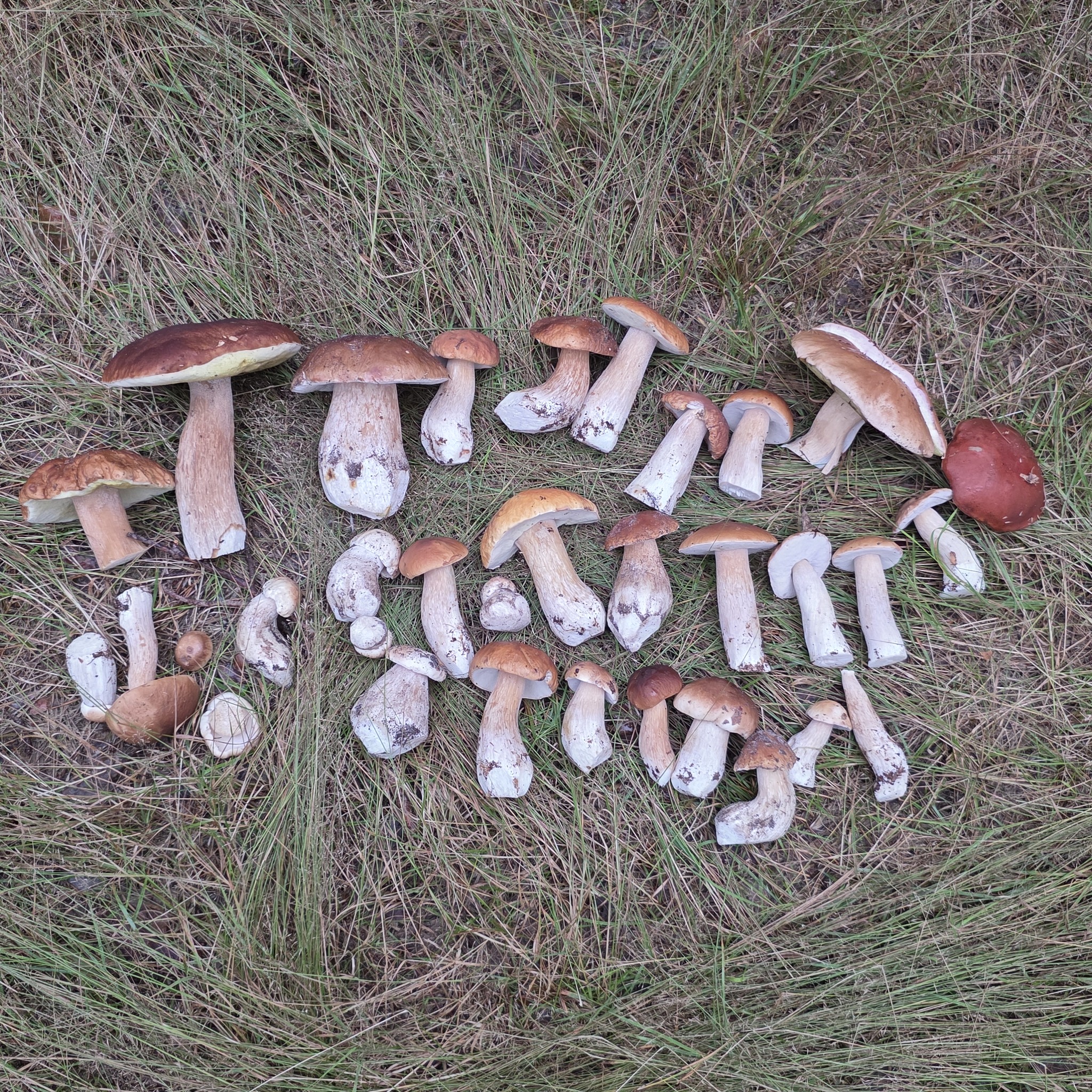 White mushrooms 2026 - My, Mushrooms, Hobby, Lipetsk region, Walk in the woods
