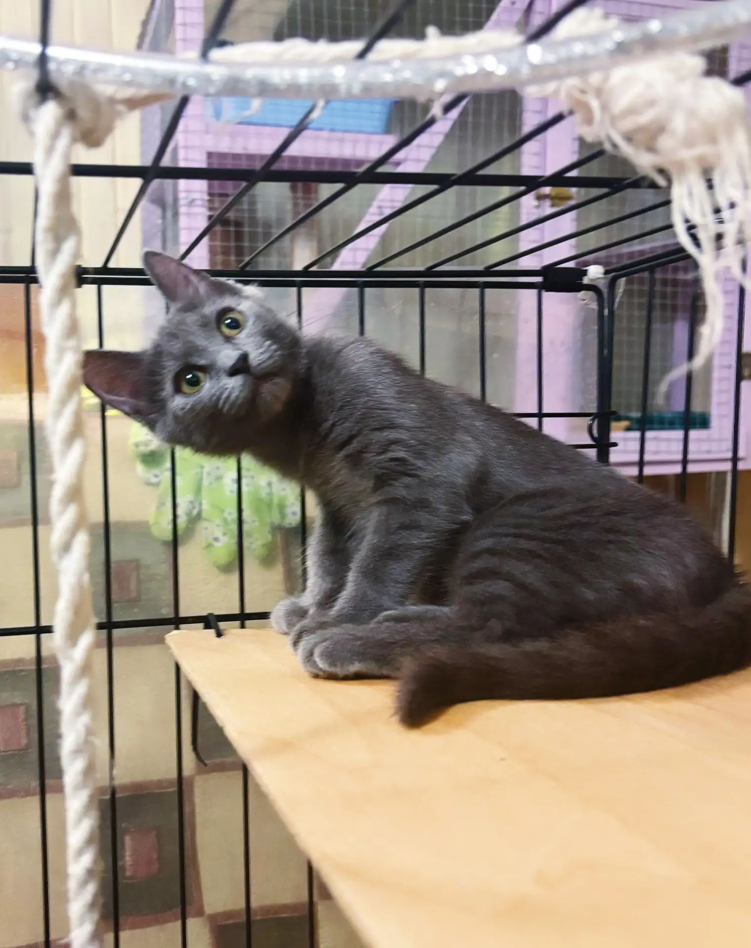 Almost a statuette, and almost a Russian Blue. The cat is looking for a home in Moscow. - My, Helping animals, Shelter, Cat lovers, In good hands, Homeless animals, cat