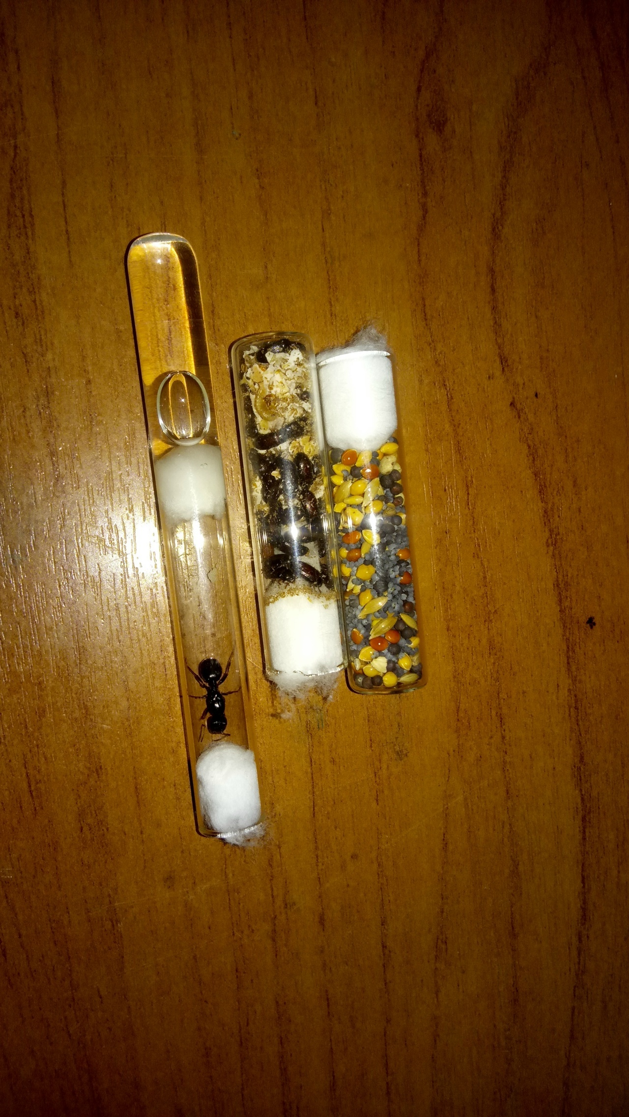 How to Grow an Ant Empire from a Single Test Tube. Part 1: Startup Capital and a Spoiler for the Future - My, Ants, Ant farm, Myrmecology, Messor Structor, Insects, Longpost, With your own hands
