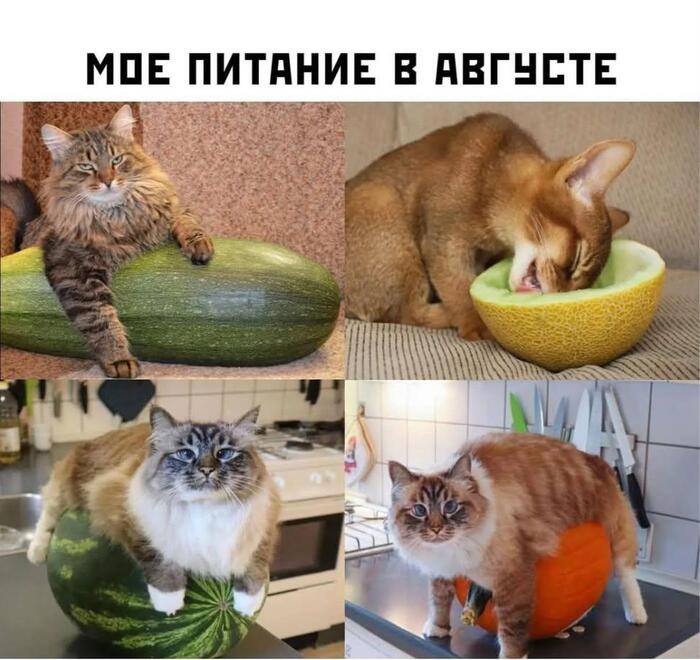 ��� ��������� �������