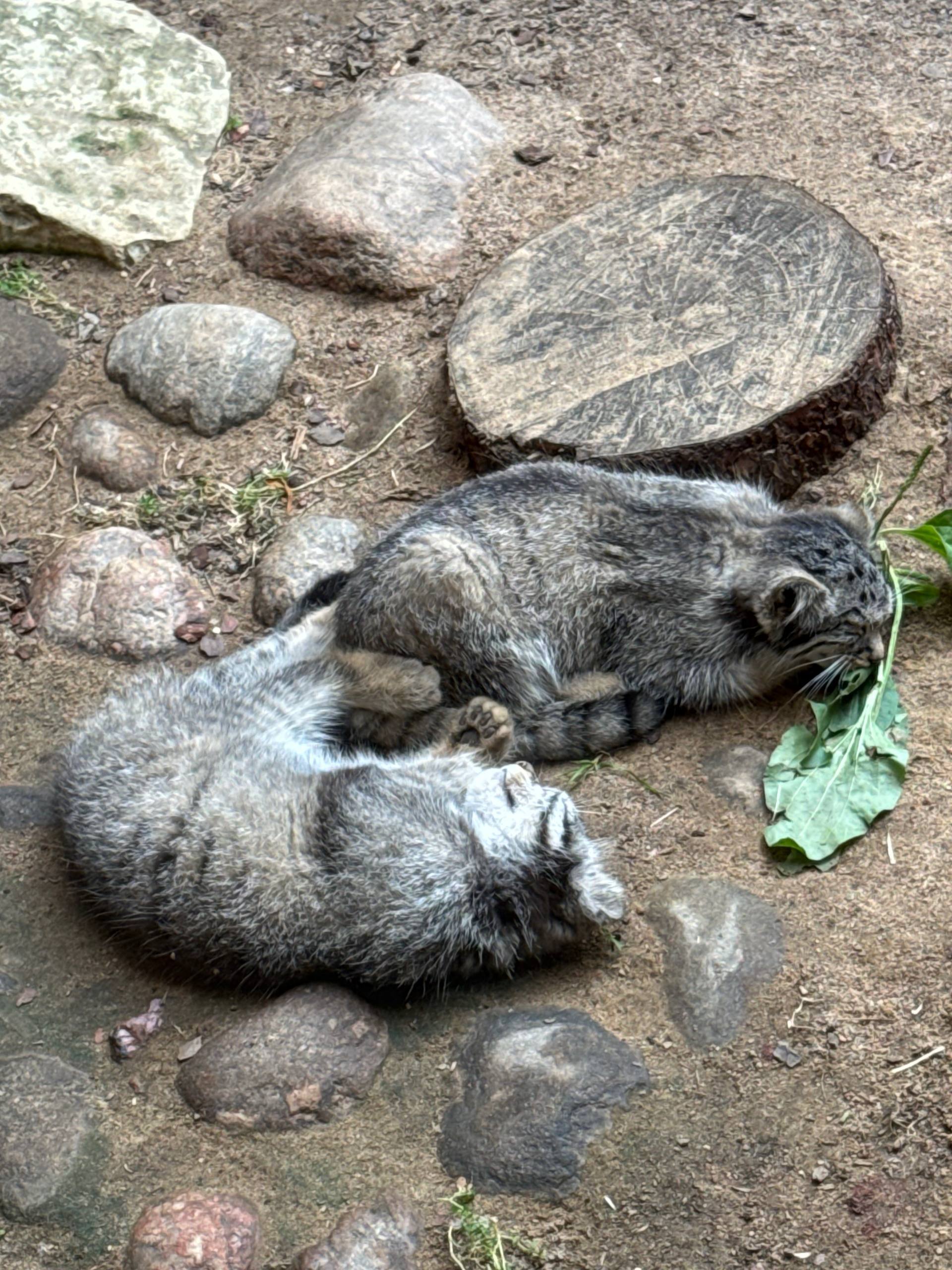 Heat... - Pallas' cat, Small cats, Cat family, Predatory animals, Wild animals, The photo, Zoo, Leningrad Zoo, Young, Telegram (link), Longpost