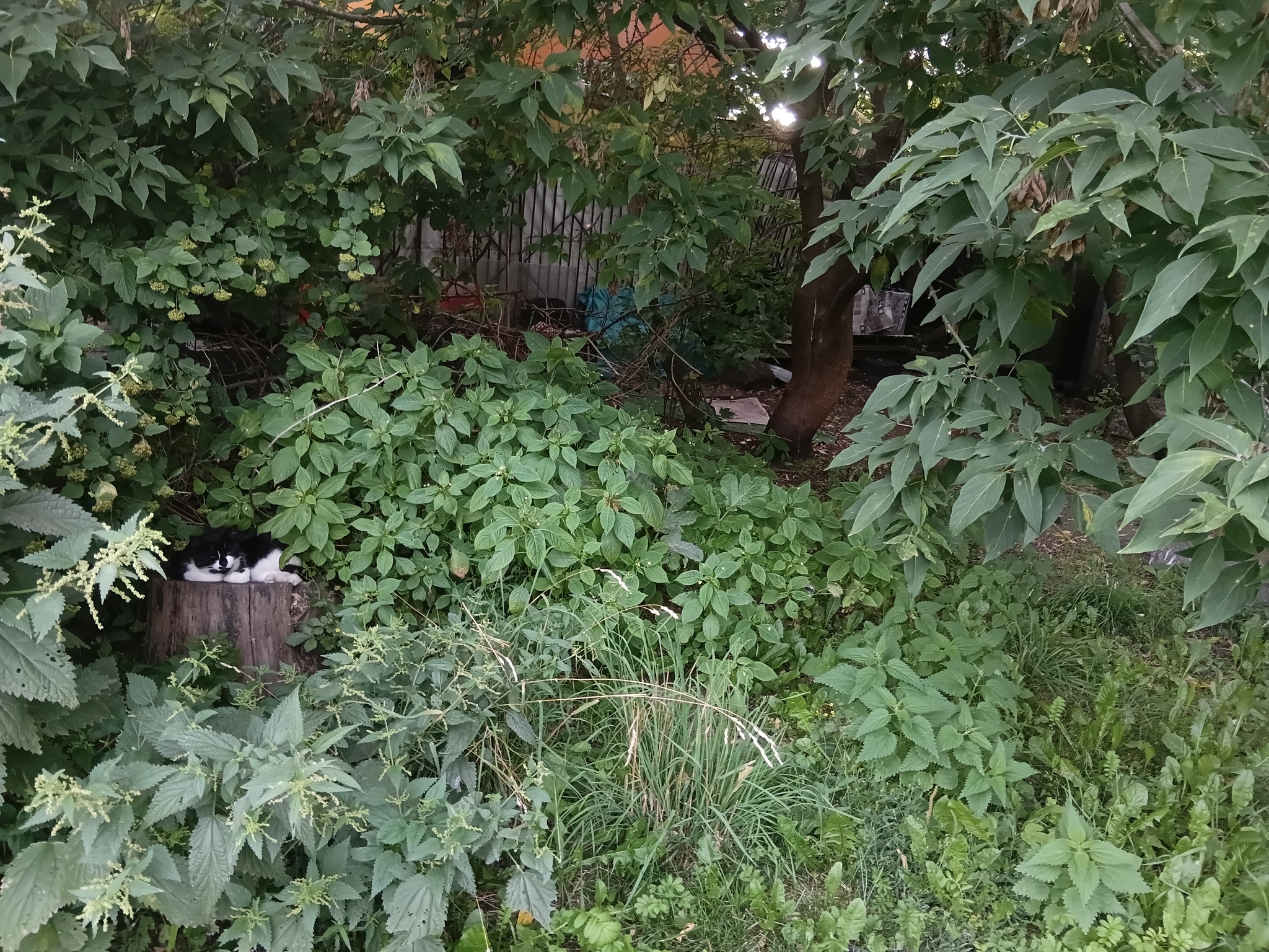 I feed the cats - My, Homeless animals, Saint Petersburg, Helping animals, cat, Longpost