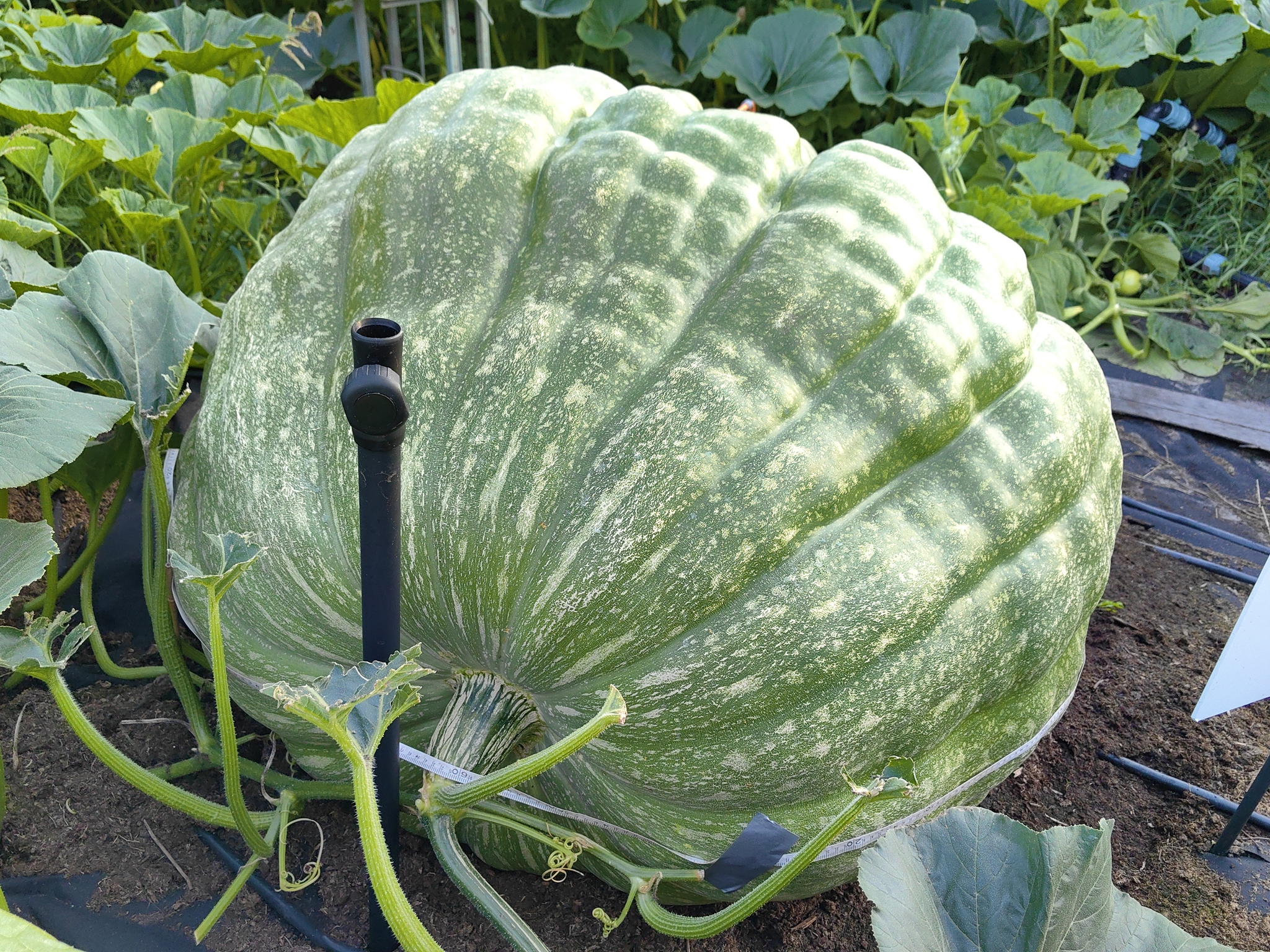 Slowly, but they're coming - My, Garden, Gardening, Garden, Excess weight, Extremegrower, Giant pumpkin, Vegetables, Growing, Plant growing, Harvest, Video, Vertical video, Short videos, Video VK, Longpost
