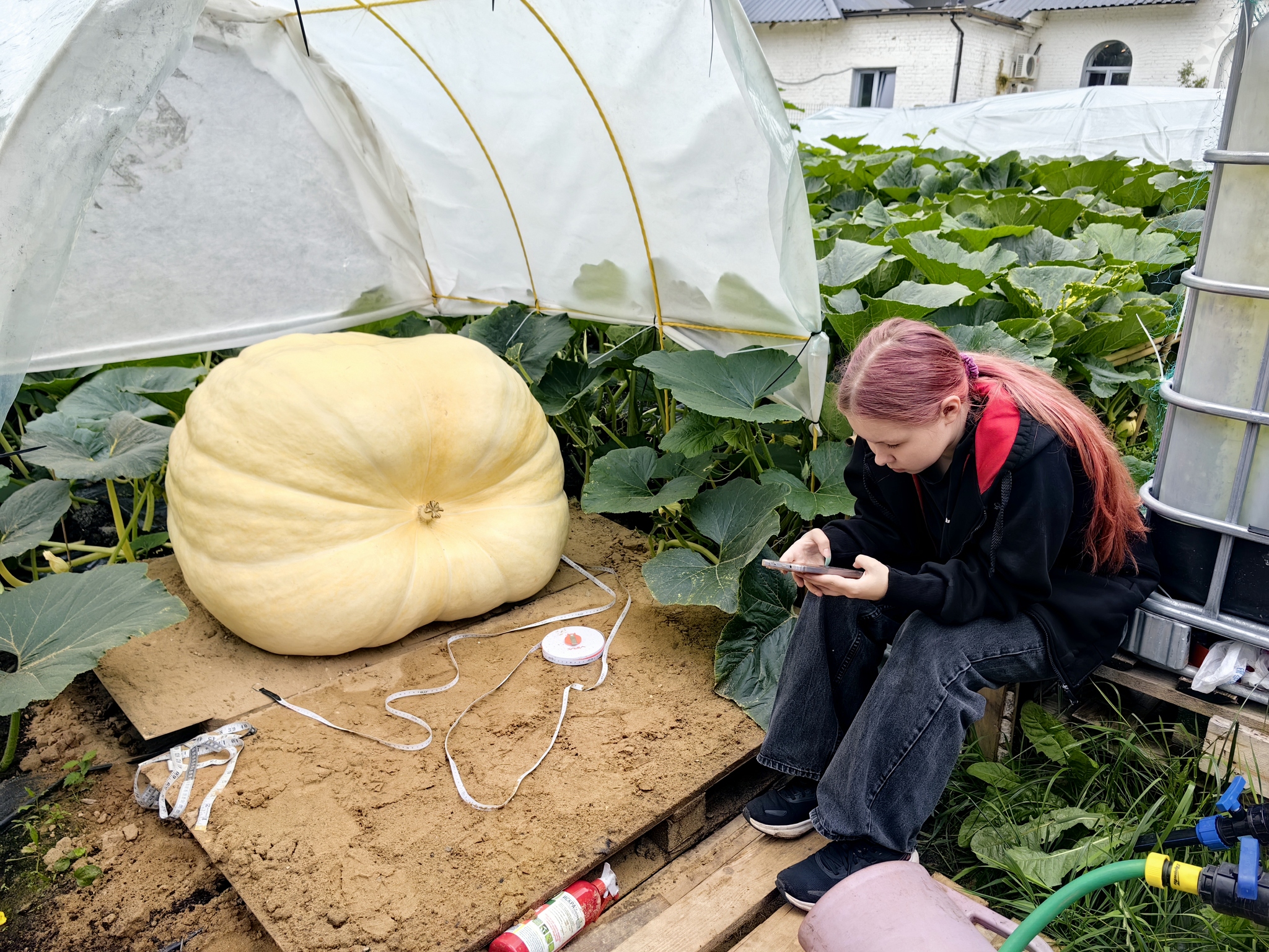 Slowly, but they're coming - My, Garden, Gardening, Garden, Excess weight, Extremegrower, Giant pumpkin, Vegetables, Growing, Plant growing, Harvest, Video, Vertical video, Short videos, Video VK, Longpost