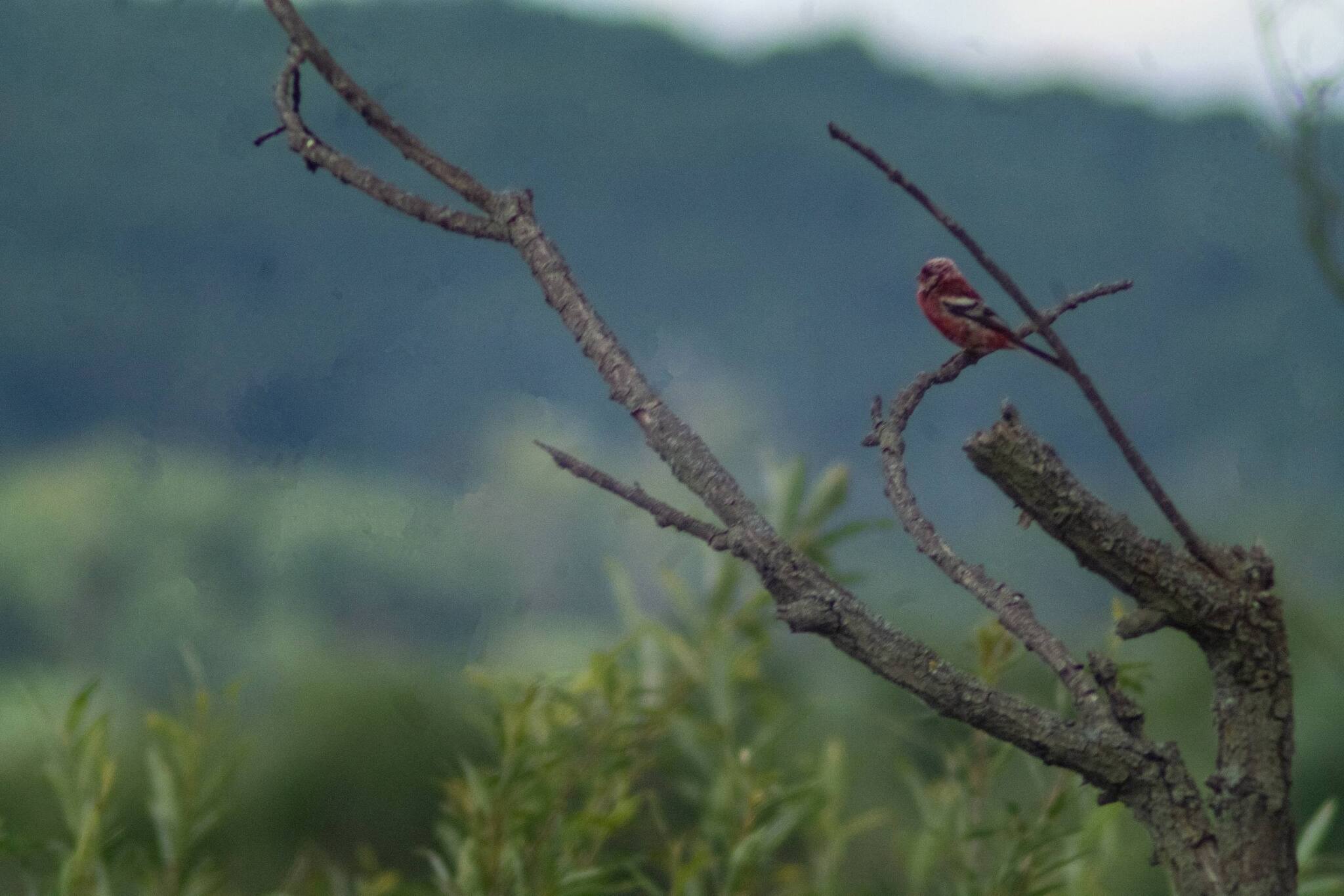 A colorful bird. Siberian rosefinch. - Series Young Naturalist, Nature, Дальний Восток, Birds, Biology, Russia, The nature of Russia, The photo, Ornithology, Photo hunting, Bird watching, Ornithology League, In the animal world, Telegram (link)