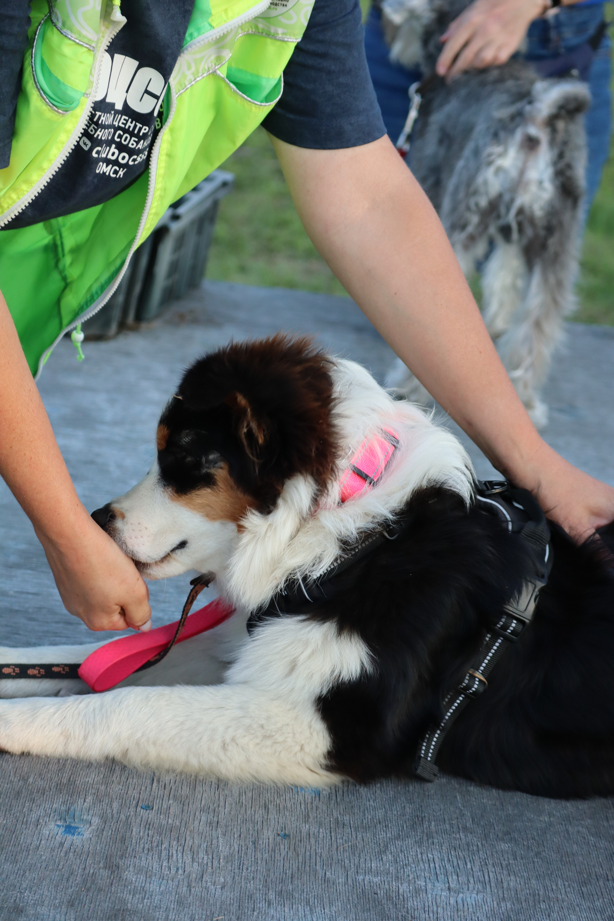 Dog training in Omsk - OCSSSS 07/29/2026 - Puppies, Friends, Omsk, Training, Г“Г±Г±Г±