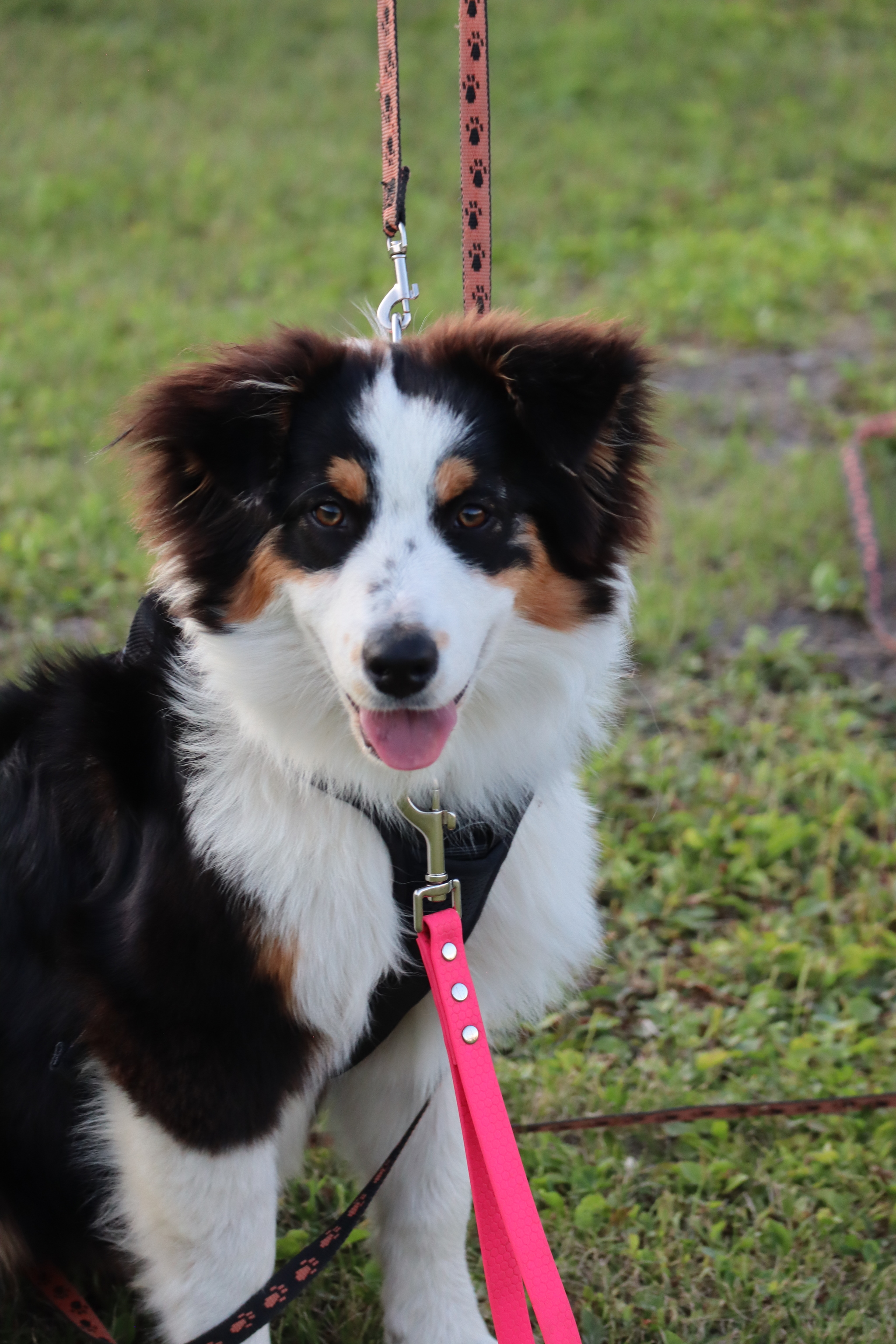 Dog training in Omsk - OCSSSS 07/29/2026 - Puppies, Friends, Omsk, Training, Г“Г±Г±Г±