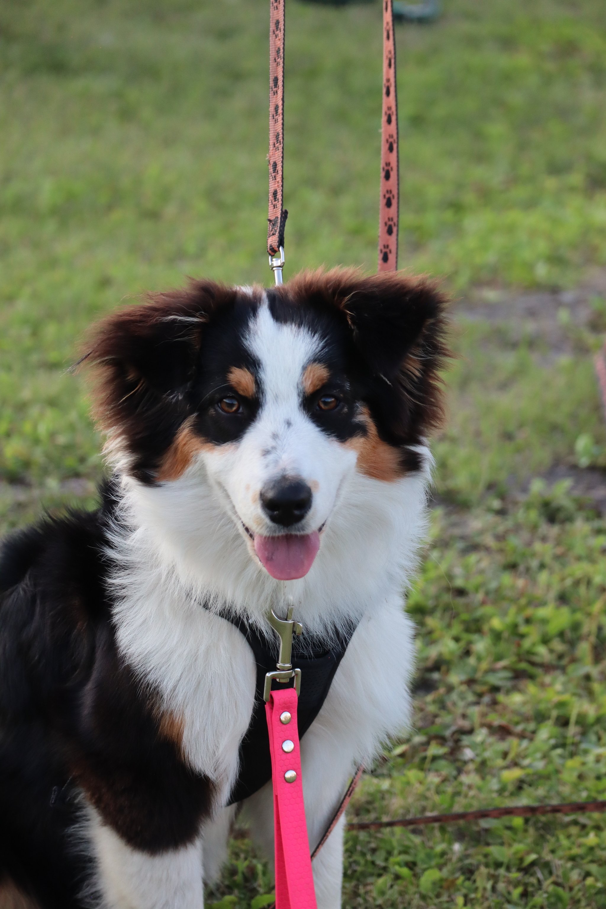 Dog training in Omsk - OCSSSS 07/29/2026 - Puppies, Friends, Omsk, Training, Г“Г±Г±Г±