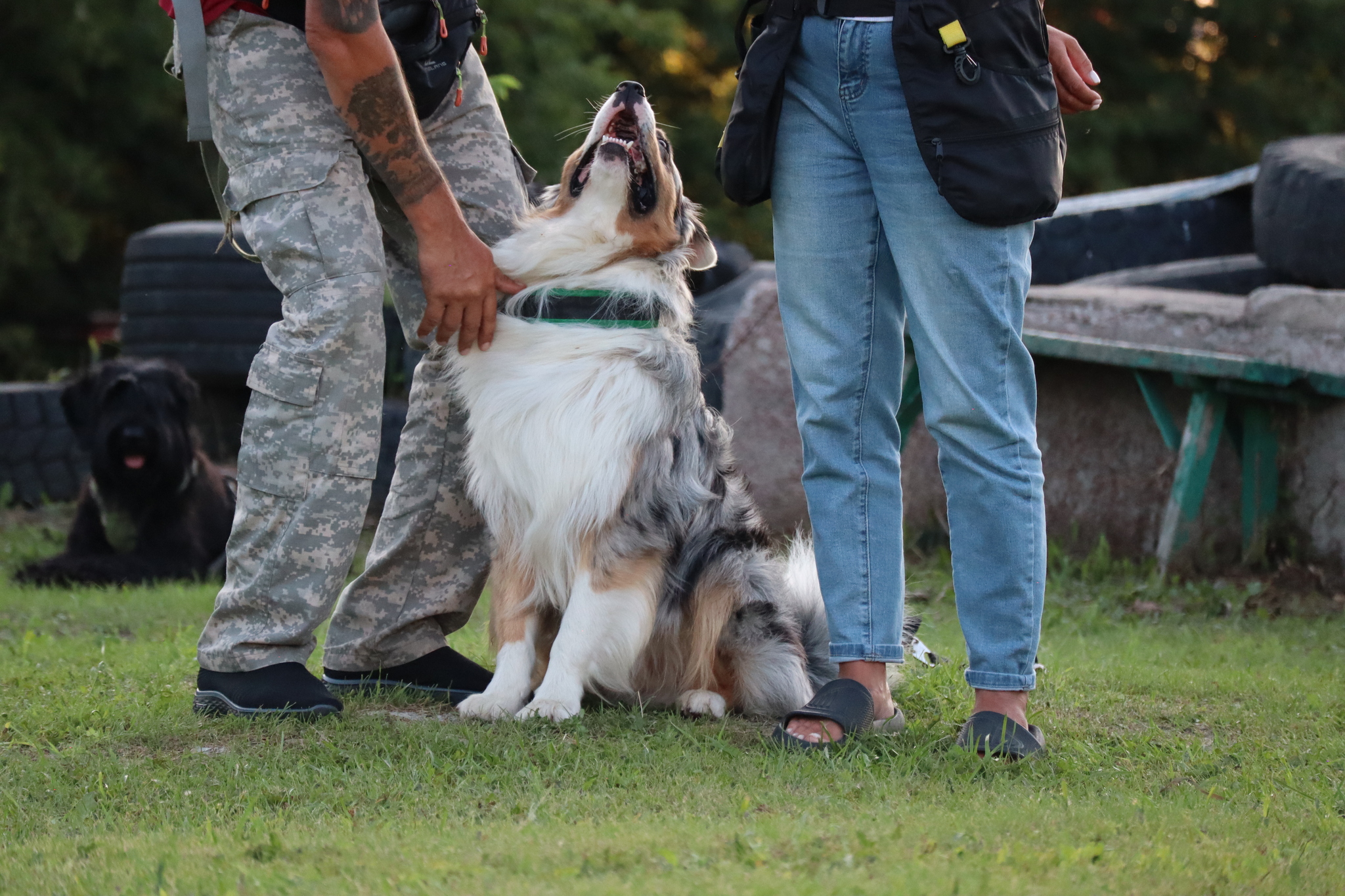 Dog training in Omsk - OCSSSS 07/29/2026 - Puppies, Friends, Omsk, Training, Г“Г±Г±Г±
