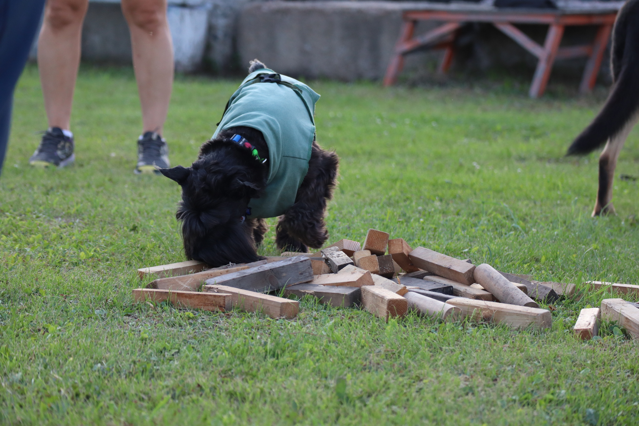 Dog training in Omsk - OCSSSS 07/29/2026 - Puppies, Friends, Omsk, Training, Г“Г±Г±Г±