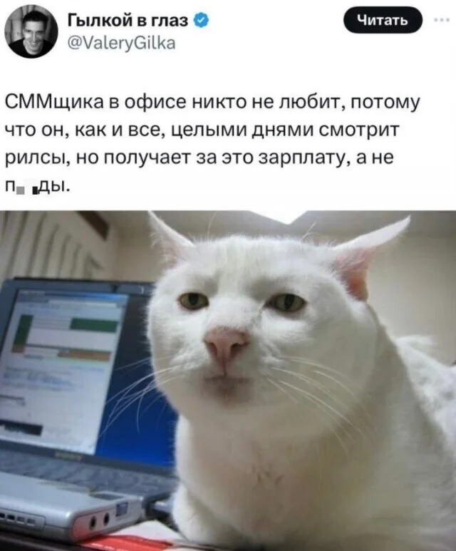 Reply to the post Need it urgently - Deadline, Urgently, Kotiaforge, Caricature, cat, Digital drawing, Comics, Reply to post