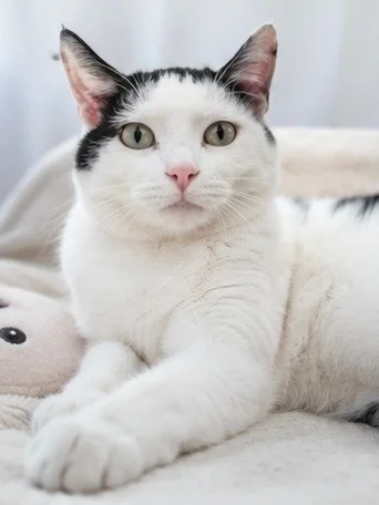 Black and white Boris is looking for a home that won't scare him to the bathroom. - cat, In good hands, Moscow, Saint Petersburg, Voronezh, Lipetsk, Telegram (link), Longpost