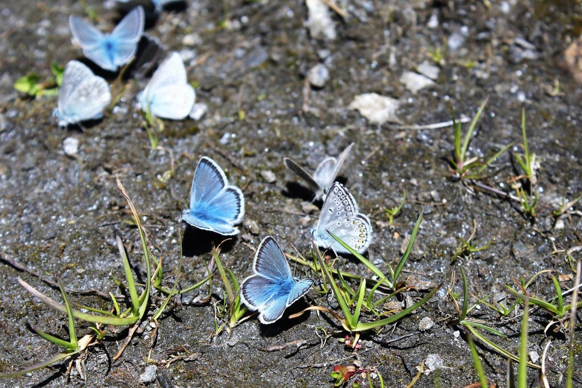 Why do butterflies gather en masse in dirty puddles? And why only males? - Butterfly, Insects, Arthropods, Animals, Wild animals, Zen, Yandex Zen, Yandex Zen (link), Longpost