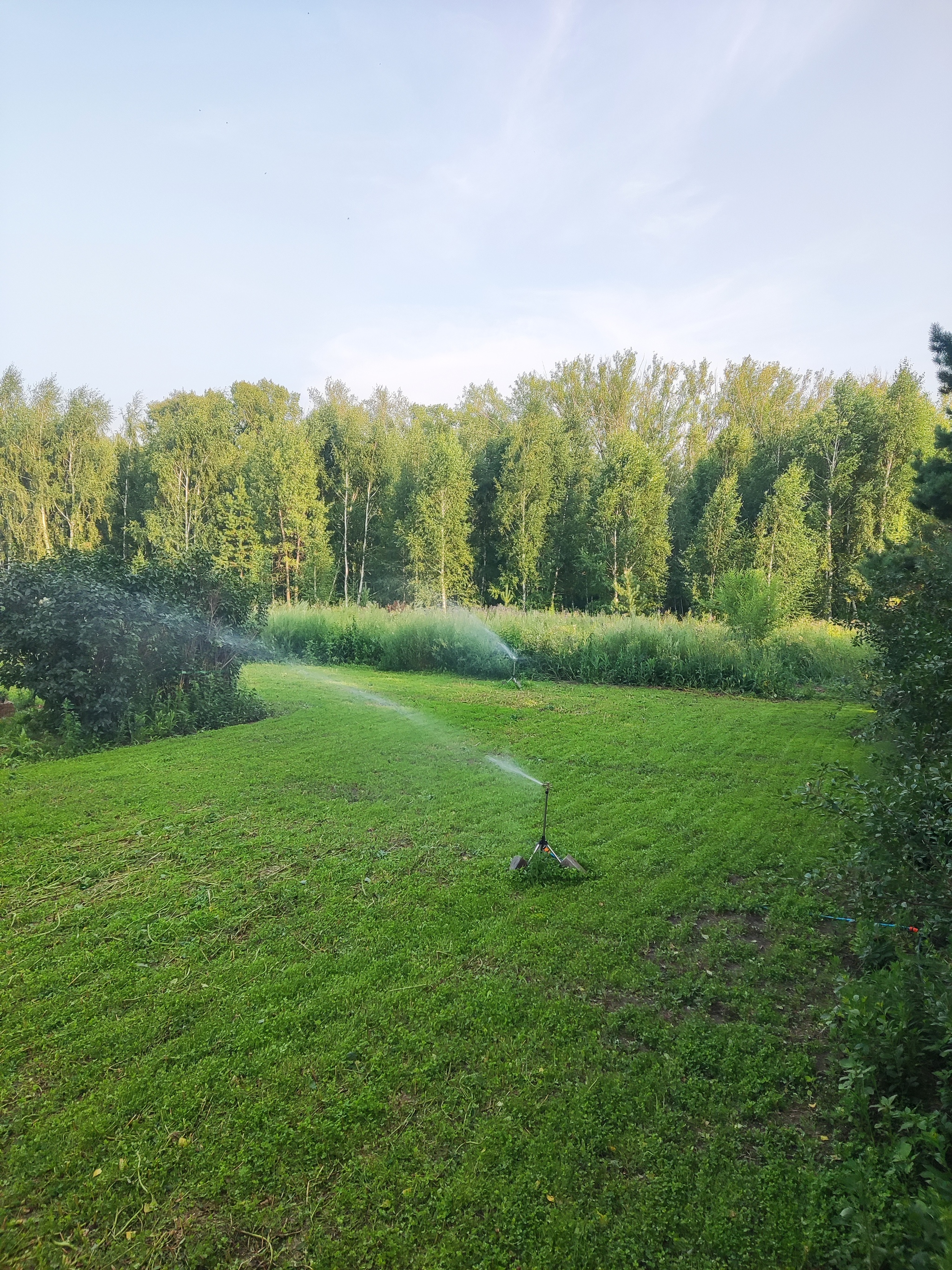 Dacha. Lawn. How much does it cost? - My, Dacha, Lawn, With your own hands, Nettle, Clover, Longpost