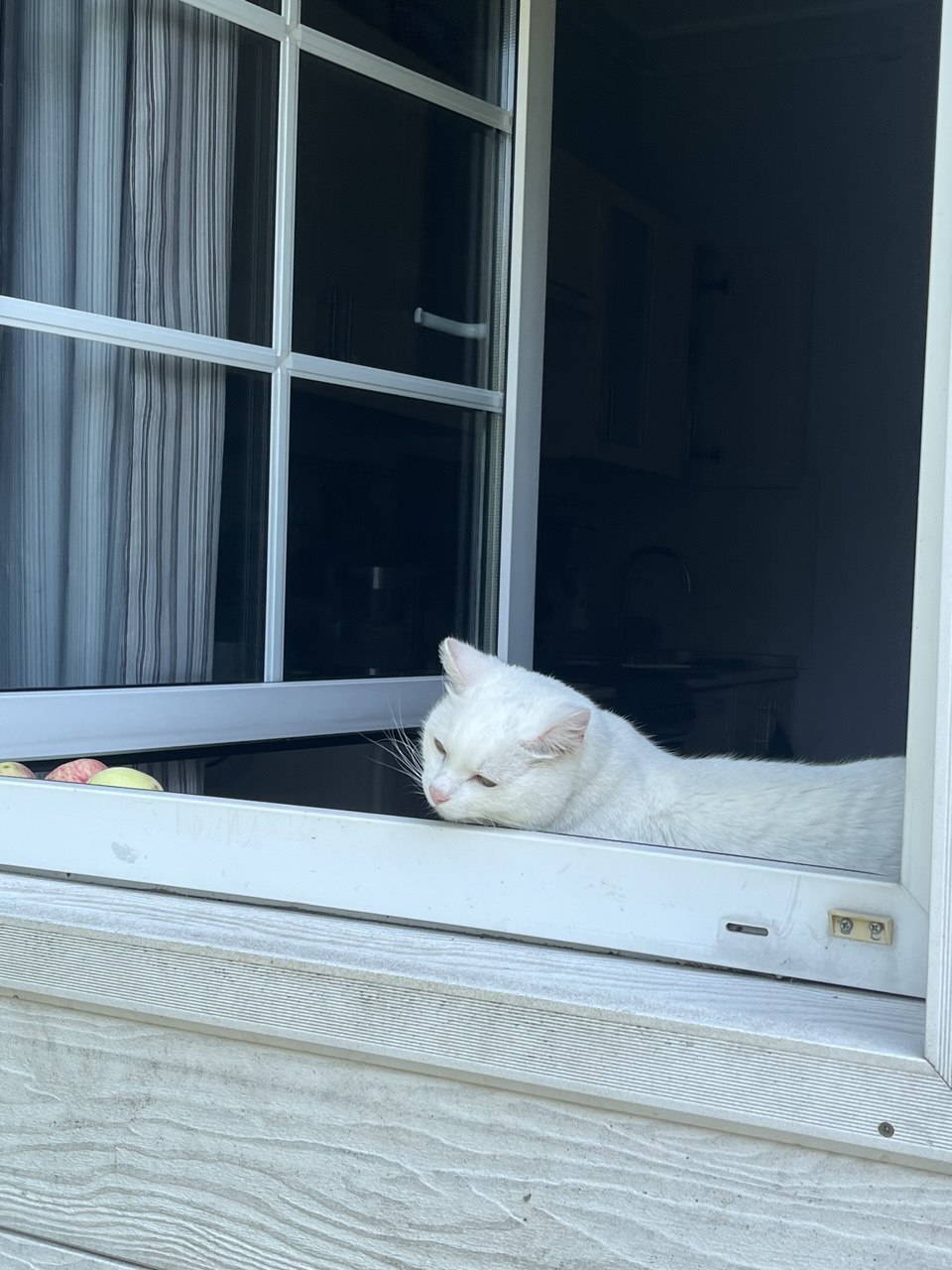 These apples of yours again... - cat, Window, Apples, Dacha, Harvest, Summer, Sunny
