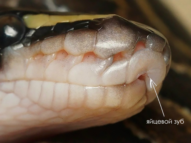 Same old story, just from a different perspective. Or is it? - Series Did you know , My, Biology, Informative, Facts, Nature, Animals, Nauchpop, In the animal world, Amazing, Astonishment, Reptiles, Snake, Video, Vertical video, Short videos, Longpost
