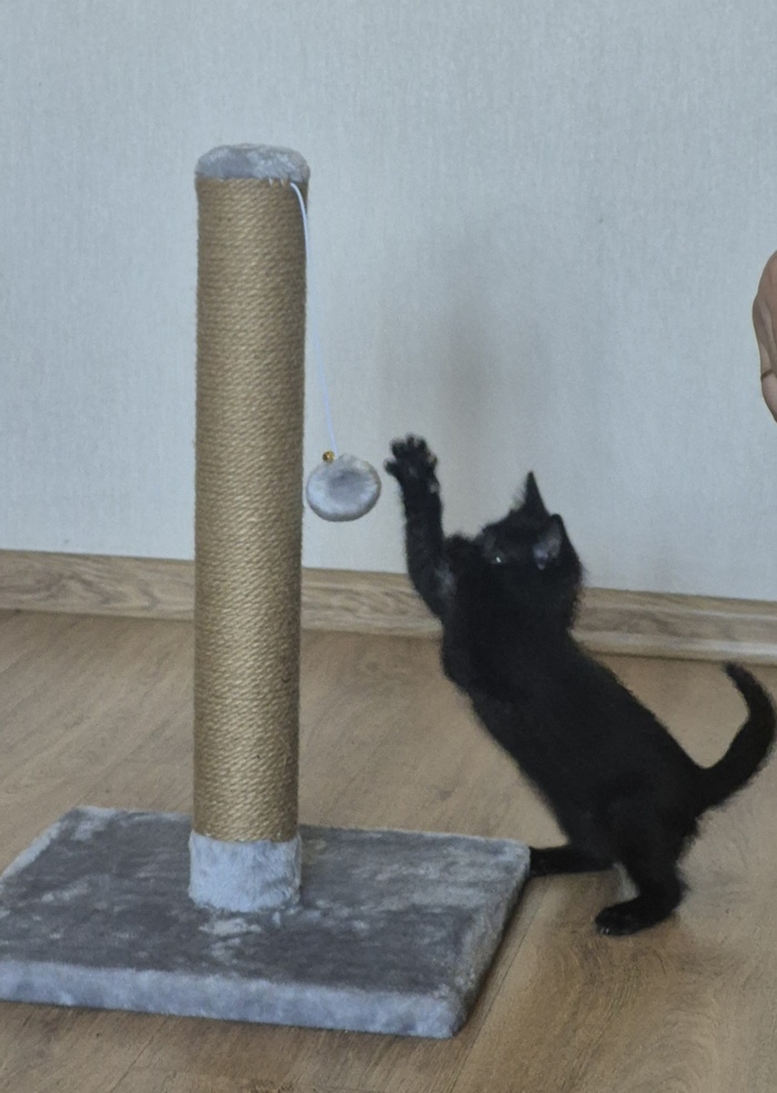 У меня теперь есть котейка