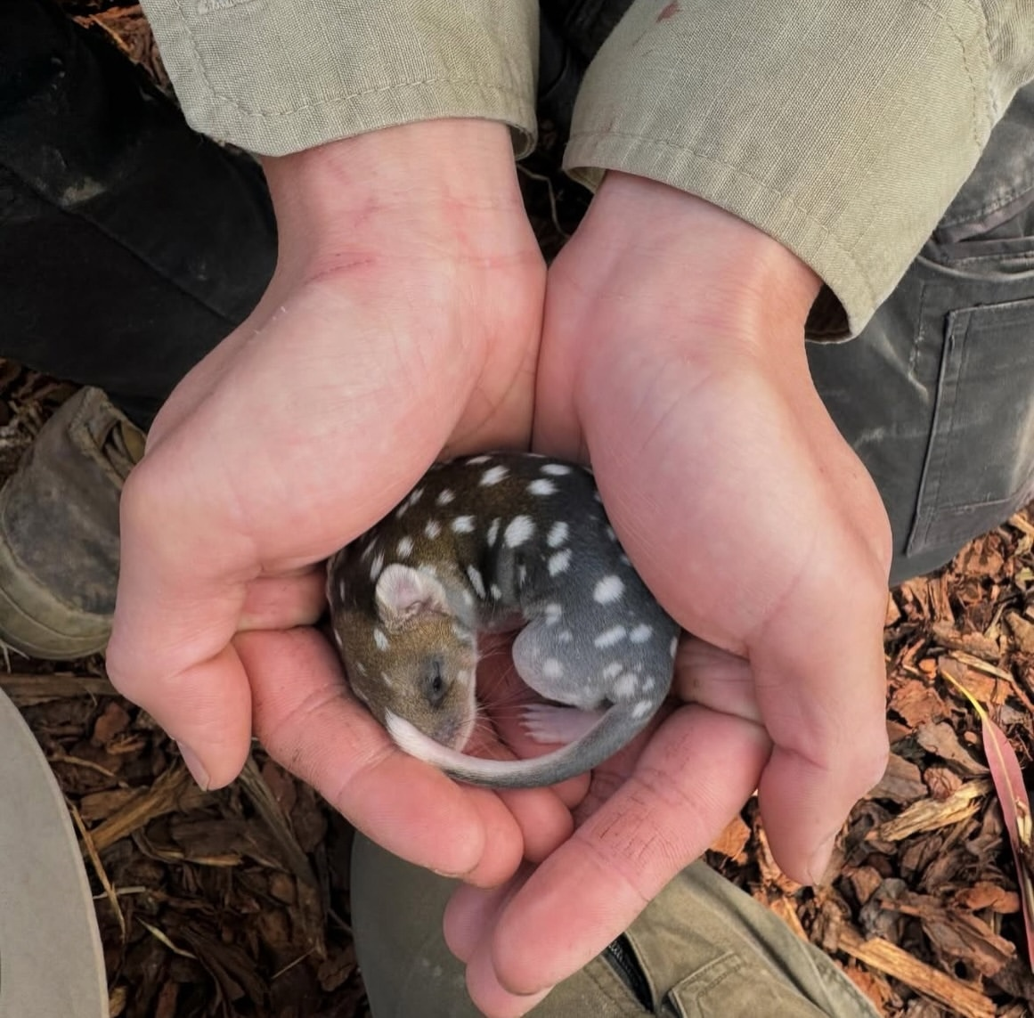 A few animals that are worth paying attention to, even if you know everything about biology. - Animals, Wild animals, Mammals, Zen, Yandex Zen, Predatory animals, Yandex Zen (link), Longpost