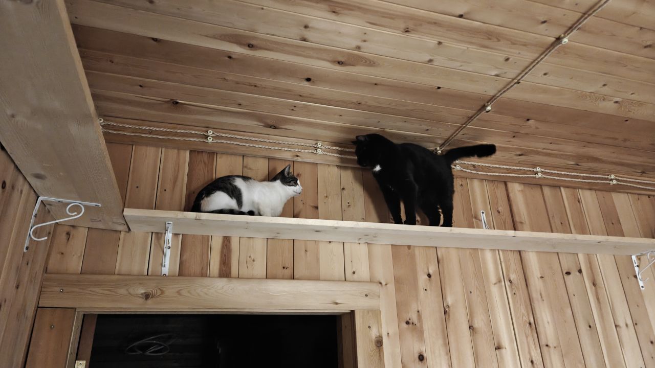 The beginning of the nightly cat races of my rescued cats - My, cat, Animal Rescue, Helping animals, Short videos, Vertical video, Animals, Video, Longpost