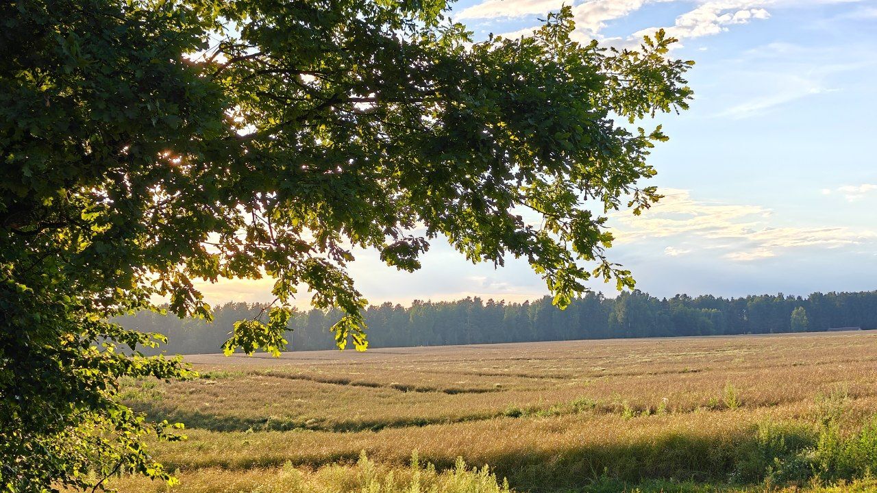 Summer Lent (summer field, bumblebee, lizard, forest lake, early foggy morning, spring and snail, river, forest and evening sky) - My, Summer, Forest, Lake, Fog, dawn, Field, The sun, Spring, Snail, Video, Short videos, Vertical video, Longpost