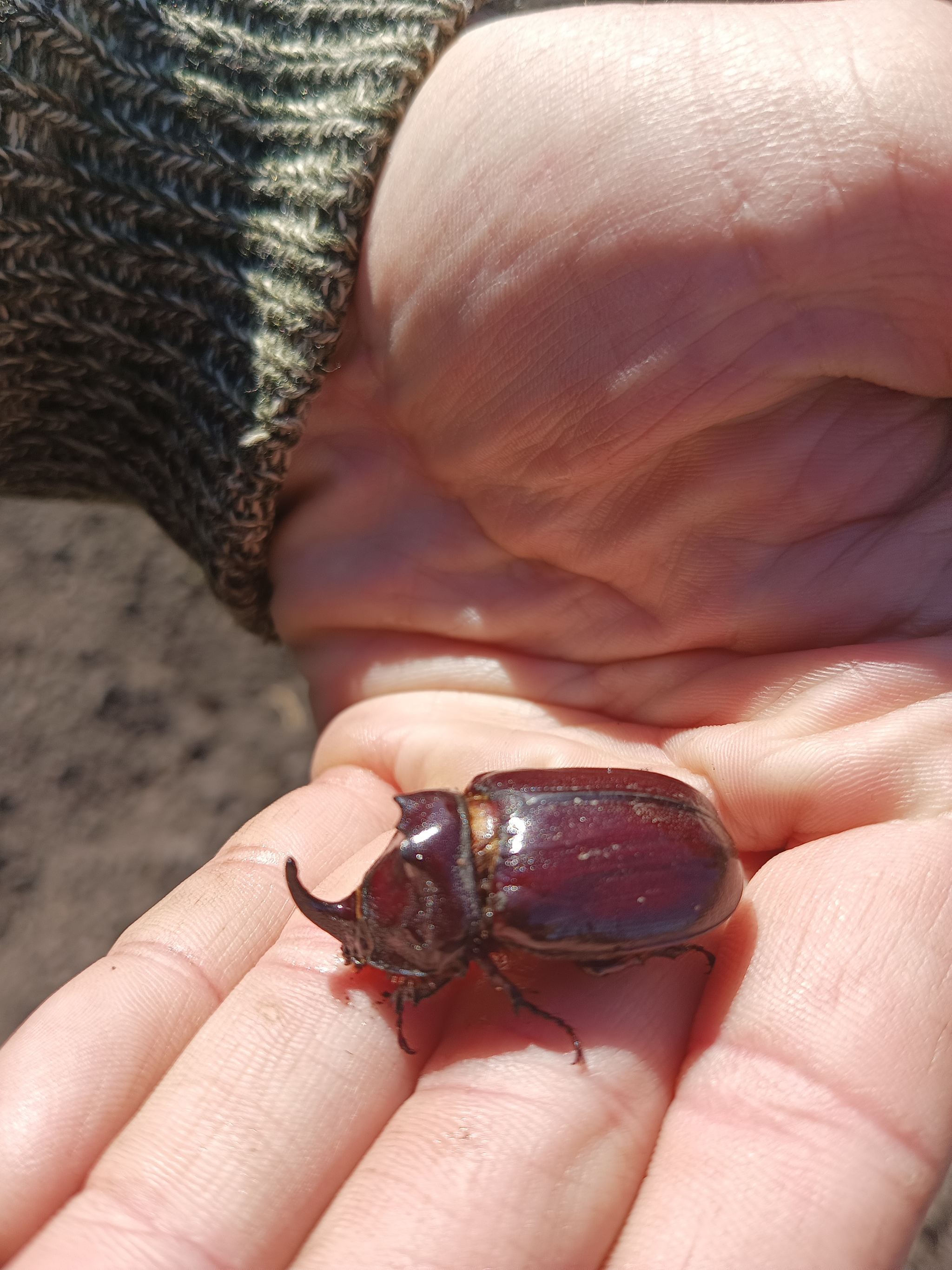 Recently, rhinoceros beetles have been appearing more and more frequently in the area. - My, Жуки, Insects, Interests, Amazing, Longpost
