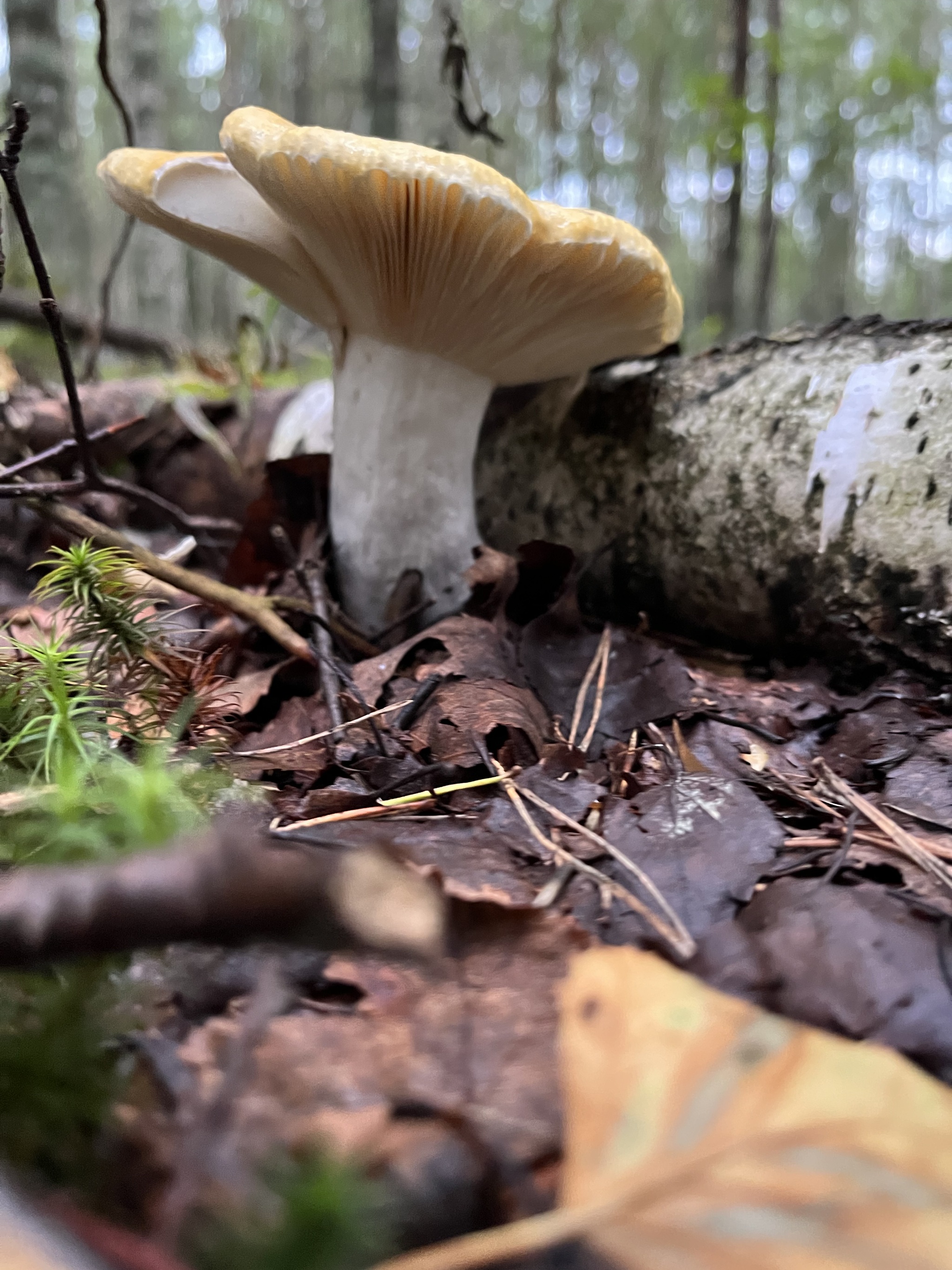 What kind of mushrooms are these? - My, Mushrooms, Mushroom pickers, Russula, Forest, Yaroslavl, Longpost