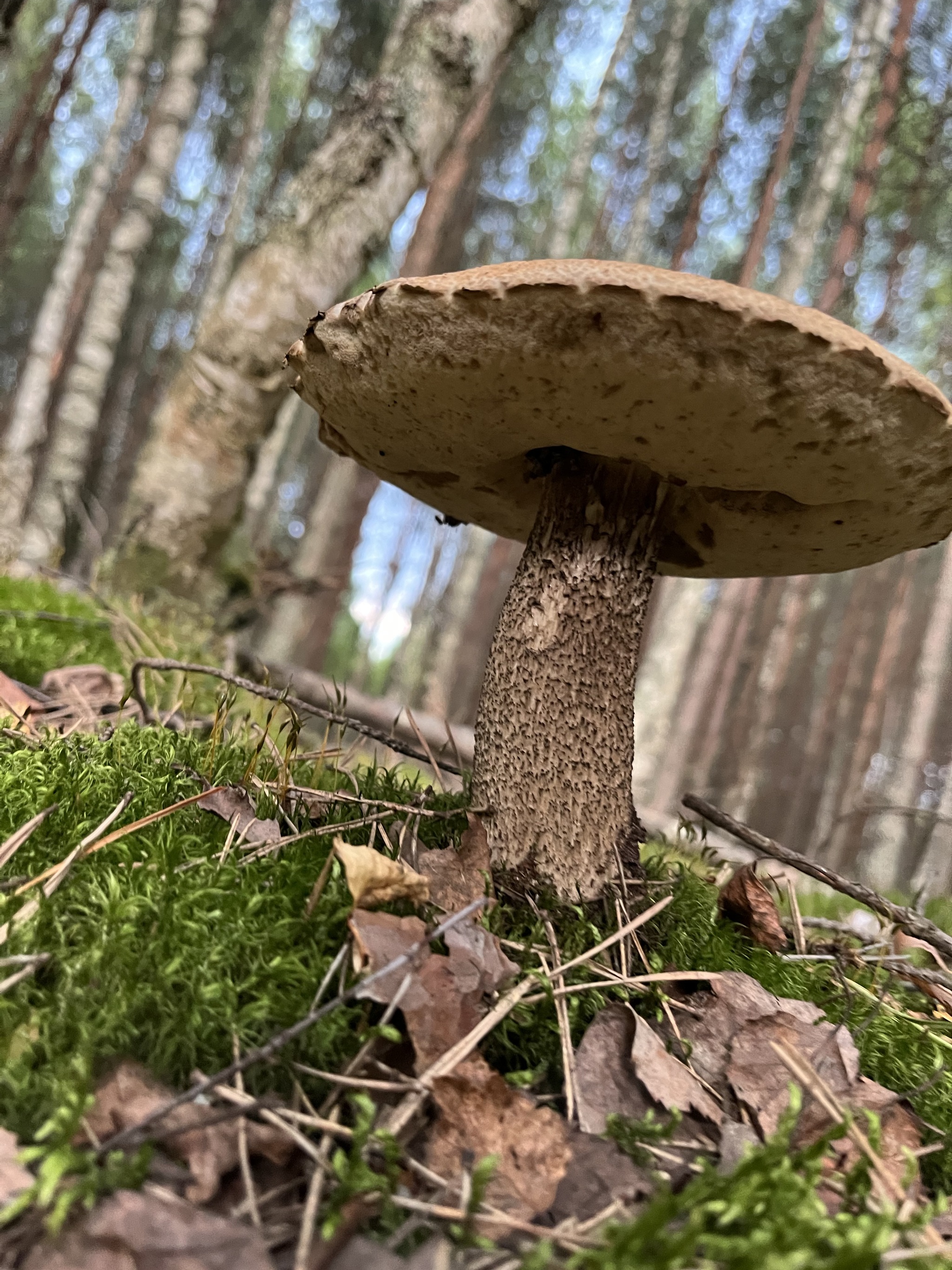 What kind of mushrooms are these? - My, Mushrooms, Mushroom pickers, Russula, Forest, Yaroslavl, Longpost