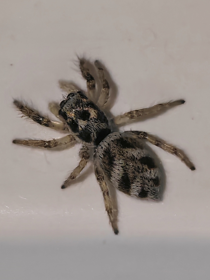 ������� ���������
