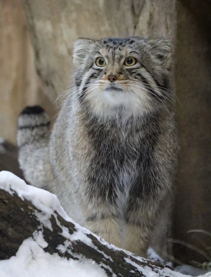 Нагому, царство животных Насу, фотограф suna.manul_cat03