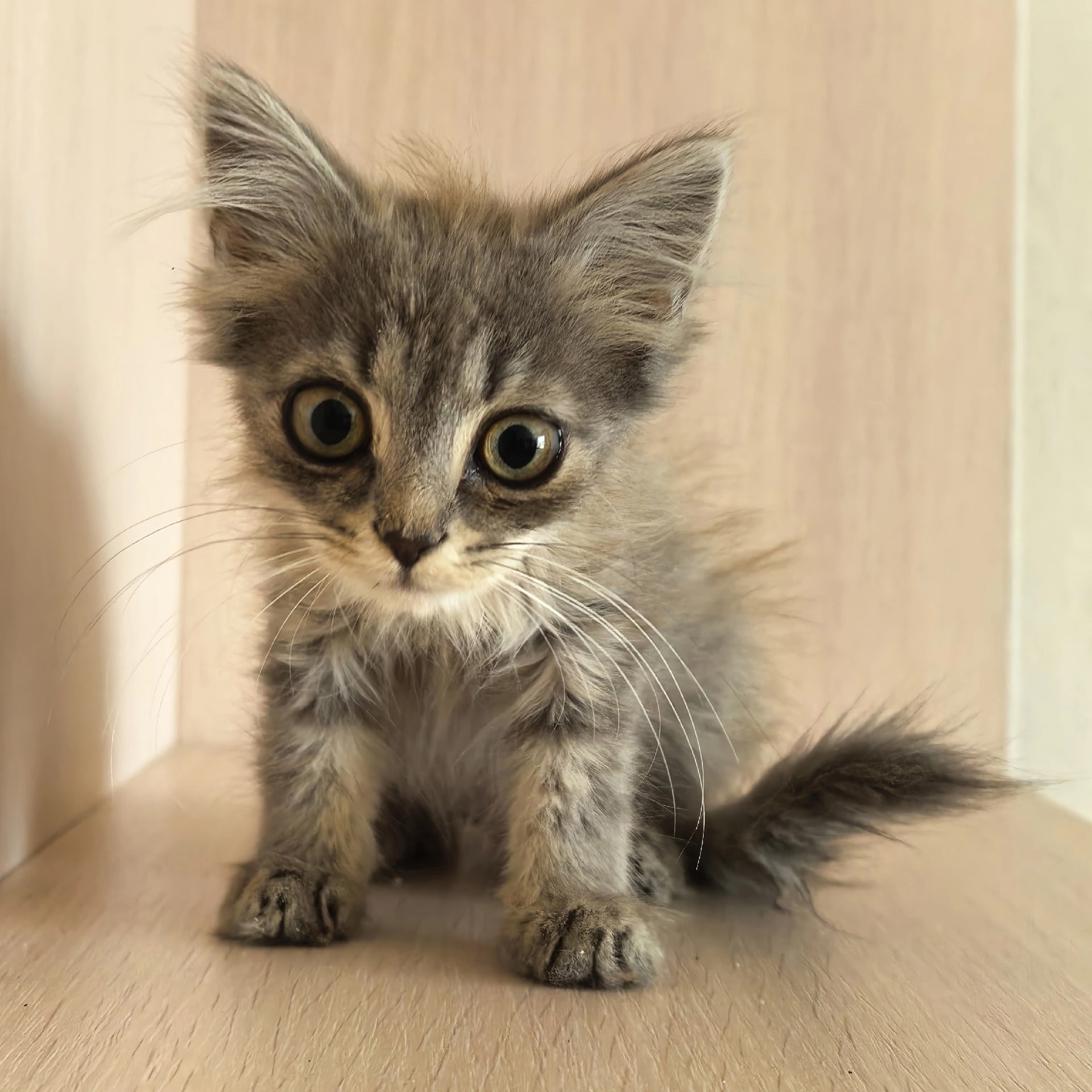 How much do you think loneliness weighs? I know the answer: 800 grams. - cat, In good hands, Moscow, Saint Petersburg, Voronezh, Lipetsk, Telegram (link), Longpost