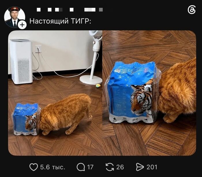 Настоящие тигры :)