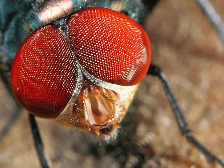 Why is it so hard to swat a fly? To it, your strike is almost like slow motion. - Муха, Insects, Arthropods, Animals, Wild animals, Zen, Yandex Zen, Yandex Zen (link), Longpost