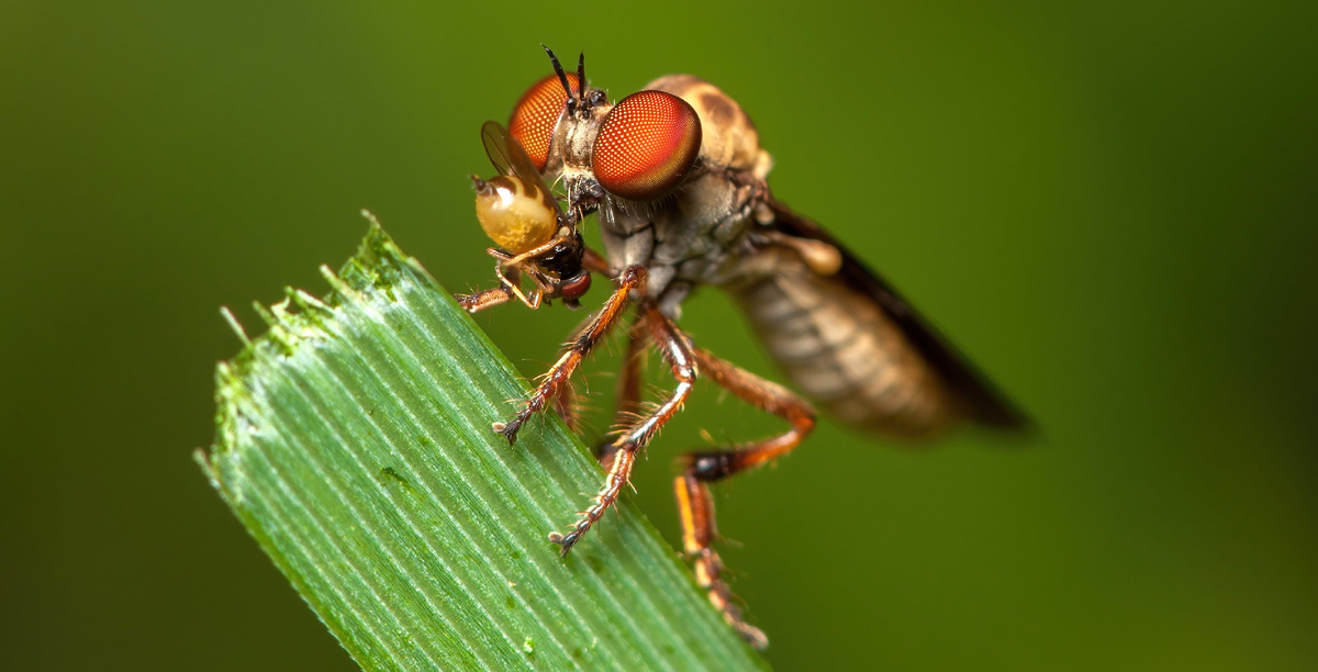 Giant Quack: A monster fly turns a wasp into a cocktail. Literally. - Муха, Insects, Arthropods, Animals, Wild animals, Zen, Yandex Zen, Yandex Zen (link), Longpost