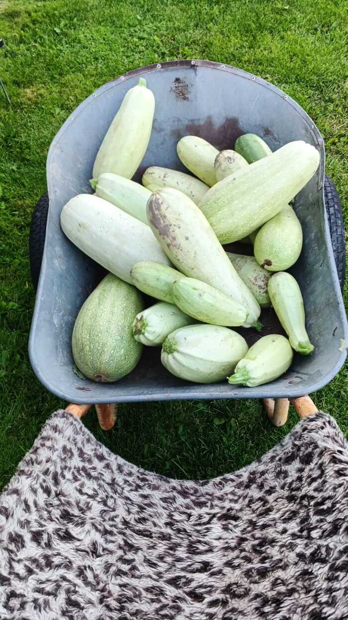 Кабачки там, а я тут)