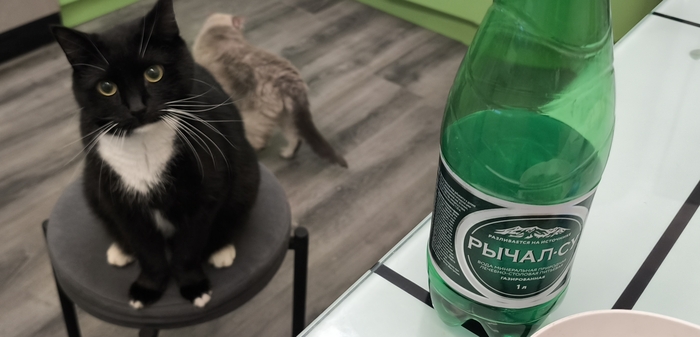 Котодети со мной всегда)