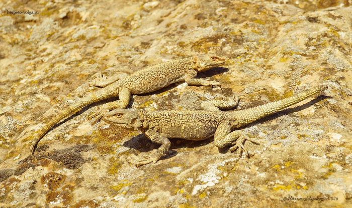 Кавказская агама (Paralaudakia caucasia)