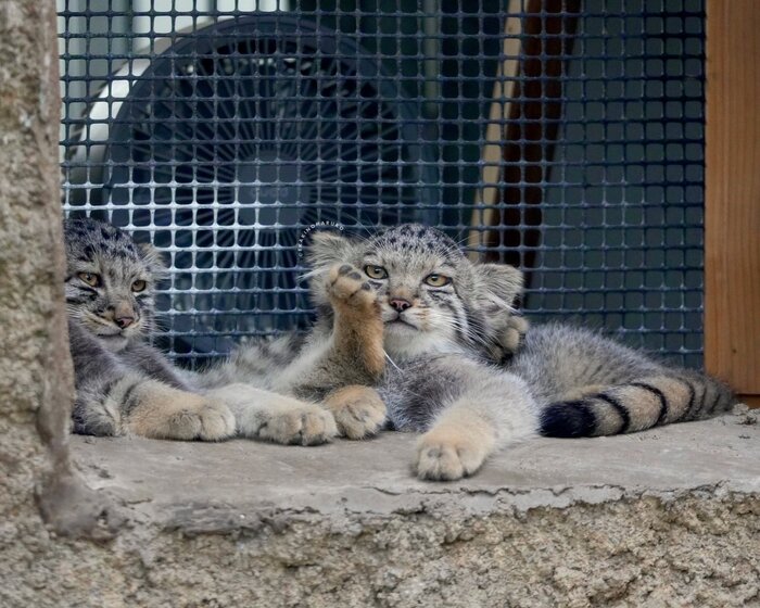 - Чем пахнет?