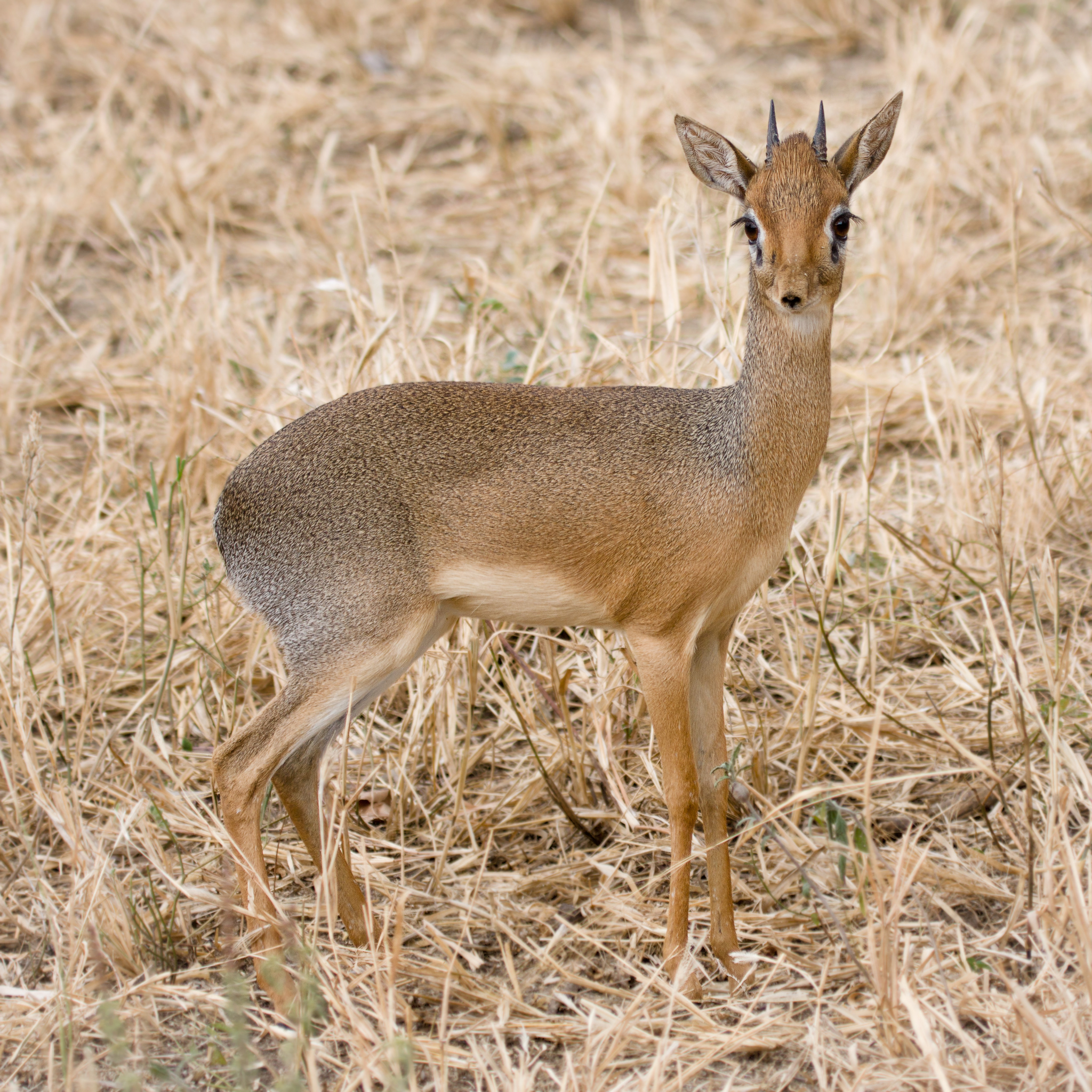 Dik-dik: the carryable antelope - Mammals, In the animal world, Zen, Yandex Zen, Insects, Longpost, Antelope Dikdik, Artiodactyls