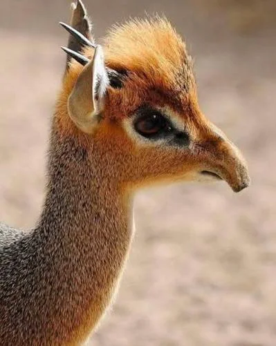 Dik-dik: the carryable antelope - Mammals, In the animal world, Zen, Yandex Zen, Insects, Longpost, Antelope Dikdik, Artiodactyls